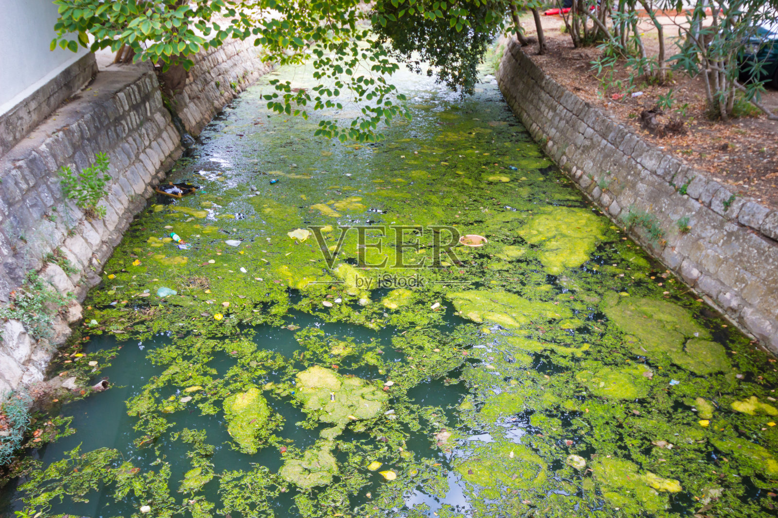 农村的运河被污水污染了。照片摄影图片