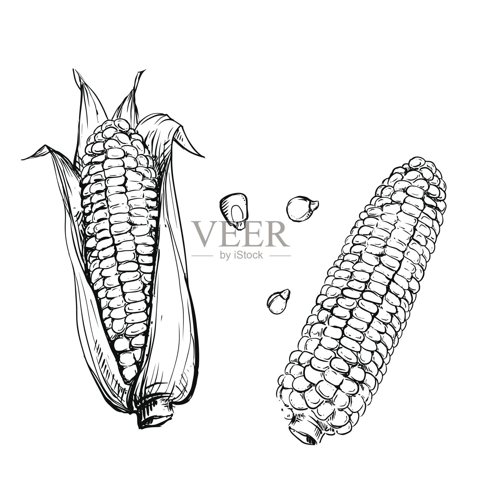 矢量插图玉米和谷物和茎插画图片素材