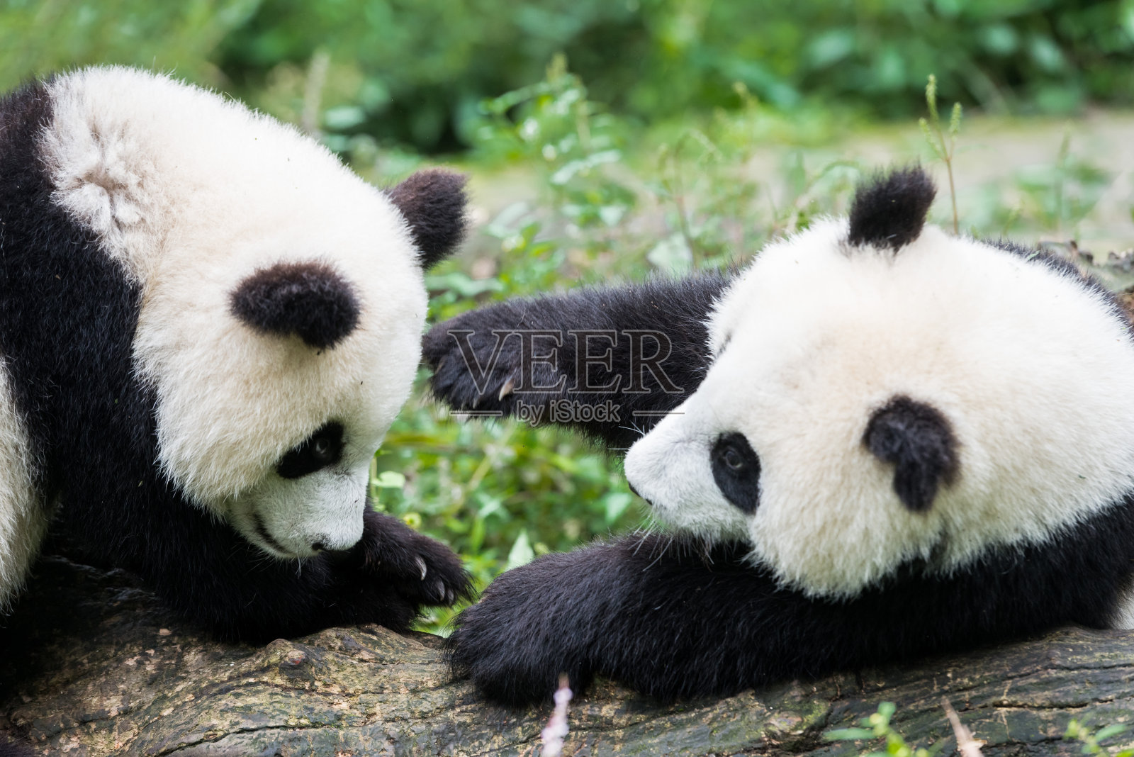 两只熊猫幼崽在中国四川玩耍照片摄影图片