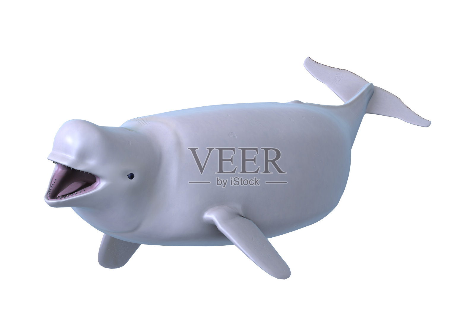 3D渲染白鲸白鲸在白色照片摄影图片