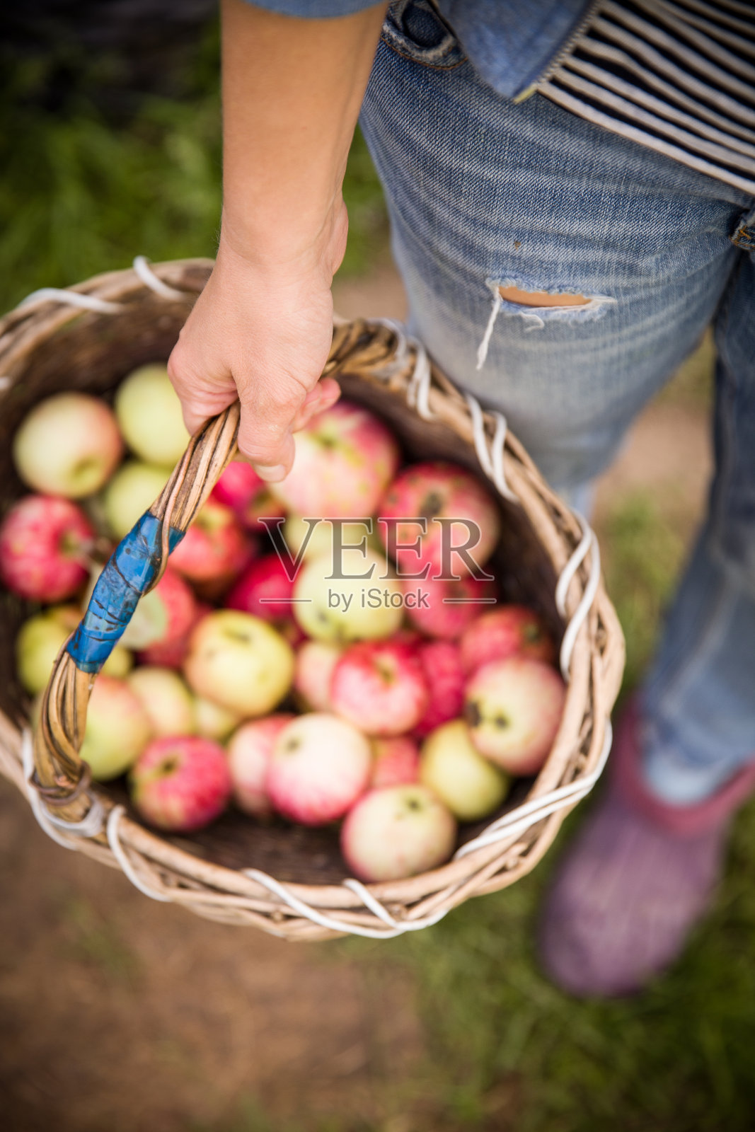 特写的复古篮子与有机苹果在女人的手中。花园的收获。夏天。在户外。提着一大篮子水果的女人。健康的生活方式和饮食。照片摄影图片