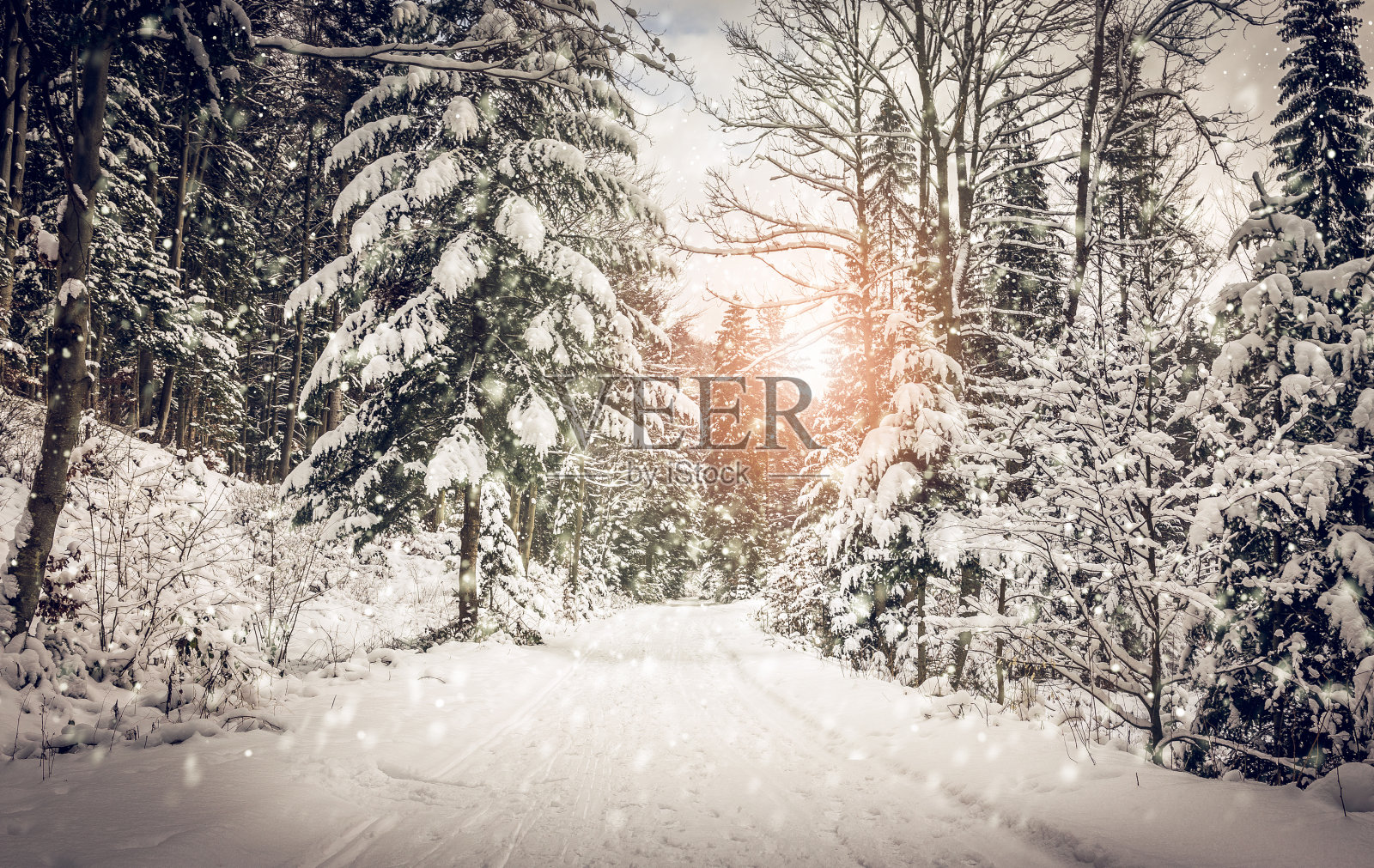 冬天的森林路照片摄影图片