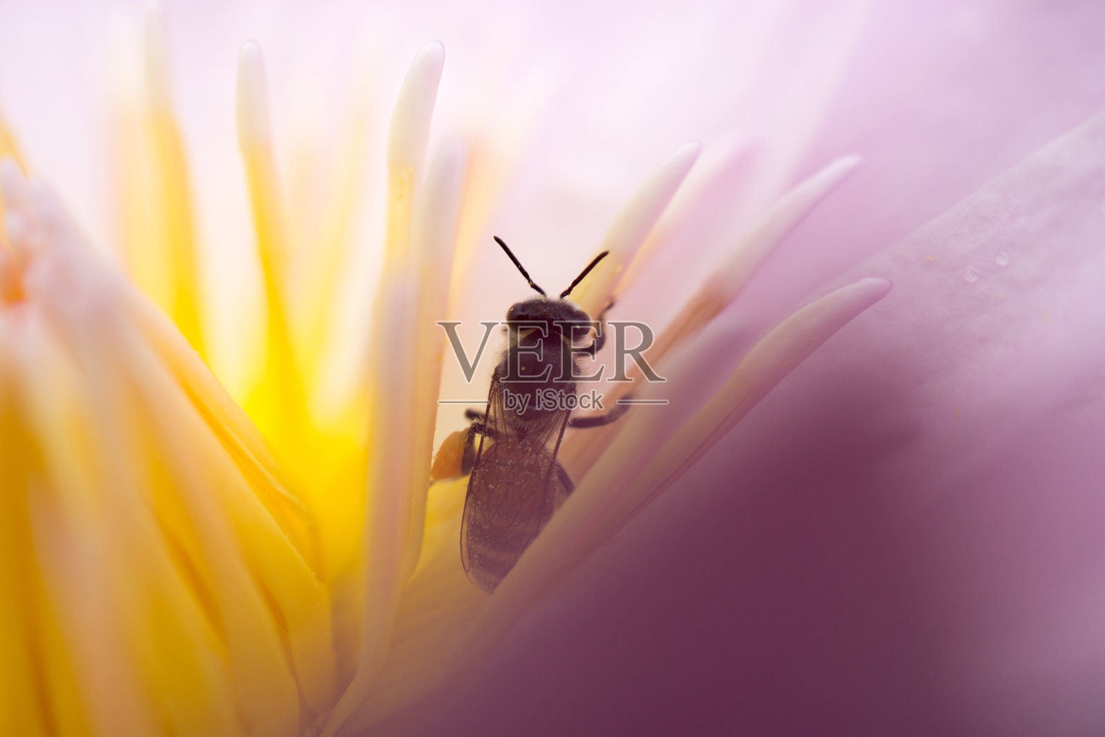 蜜蜂正在从莲花花粉中吸取花蜜。照片摄影图片
