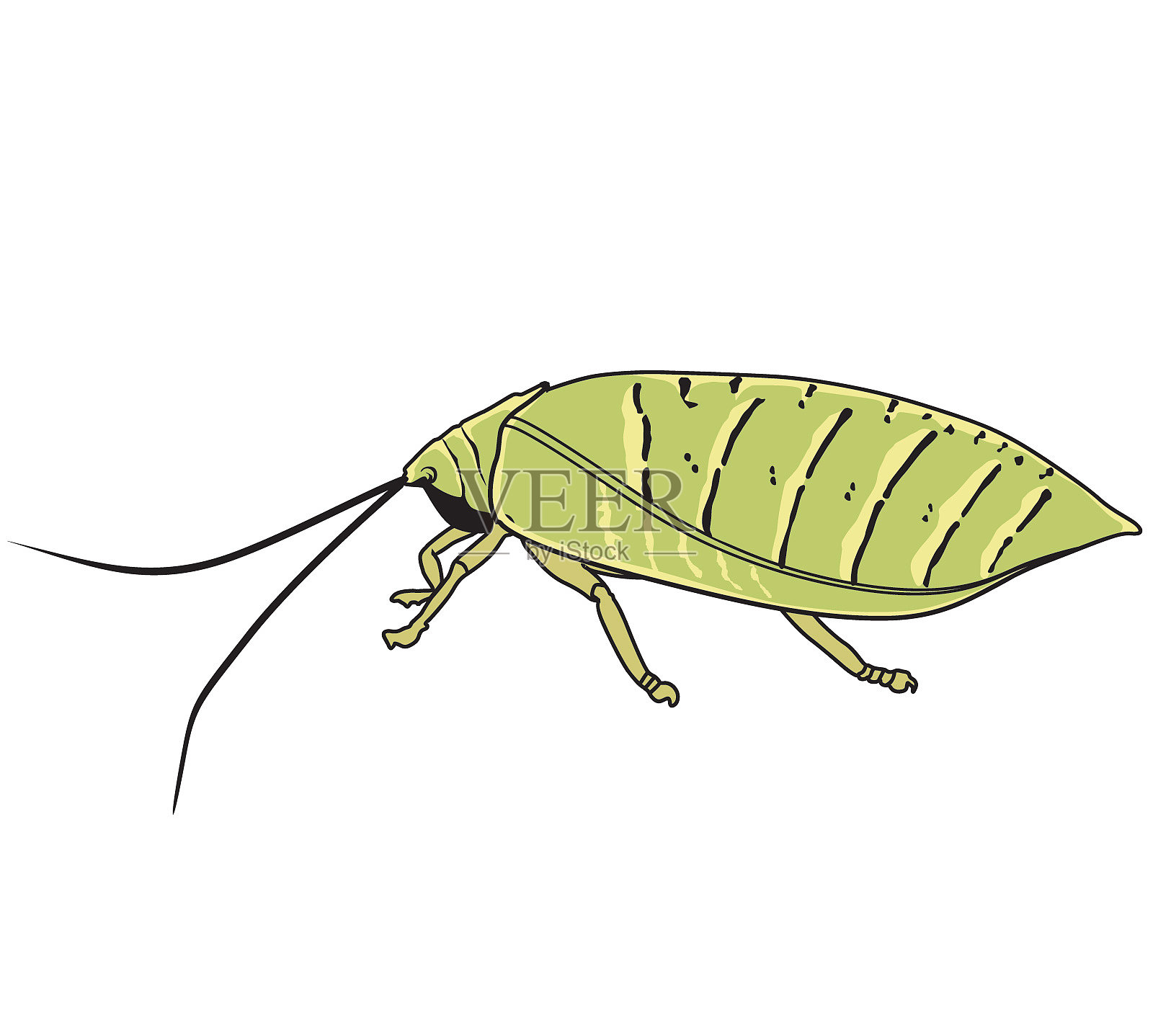 有触角的蟑螂插画图片素材
