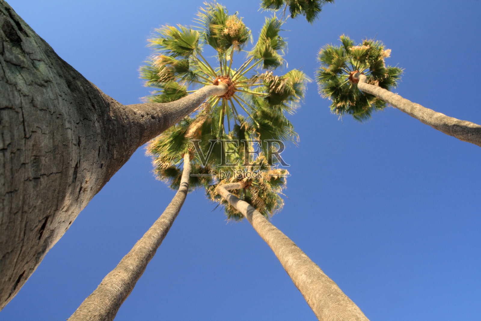 夏威夷的棕榈树照片摄影图片