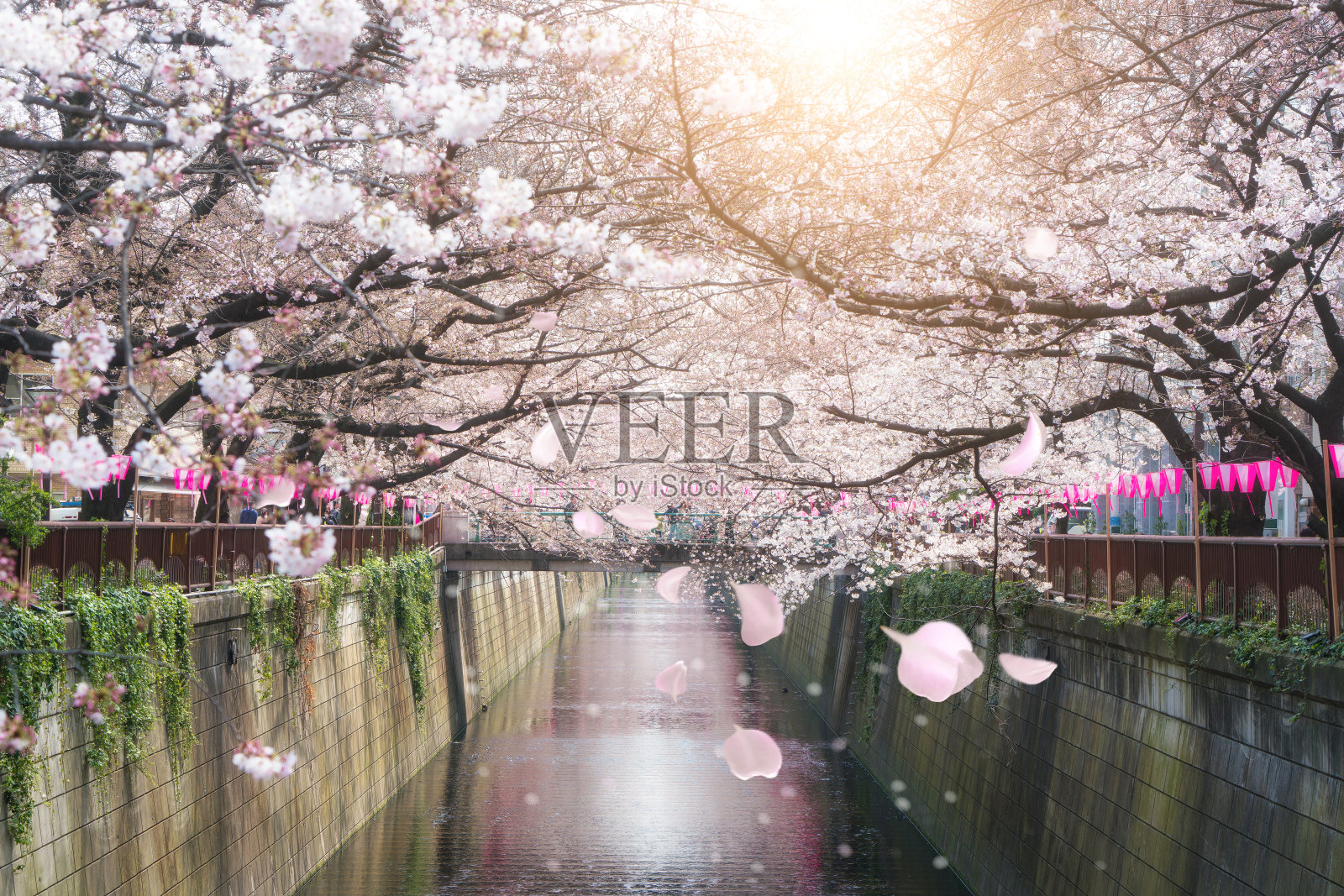 日本东京目黑运河，樱花盛开。四月日本东京的春天。照片摄影图片