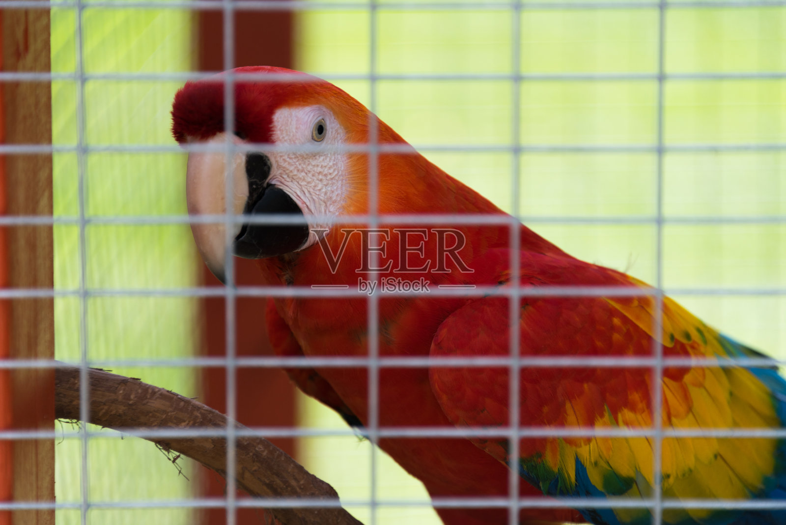 围栏后面的大彩色鹦鹉照片摄影图片