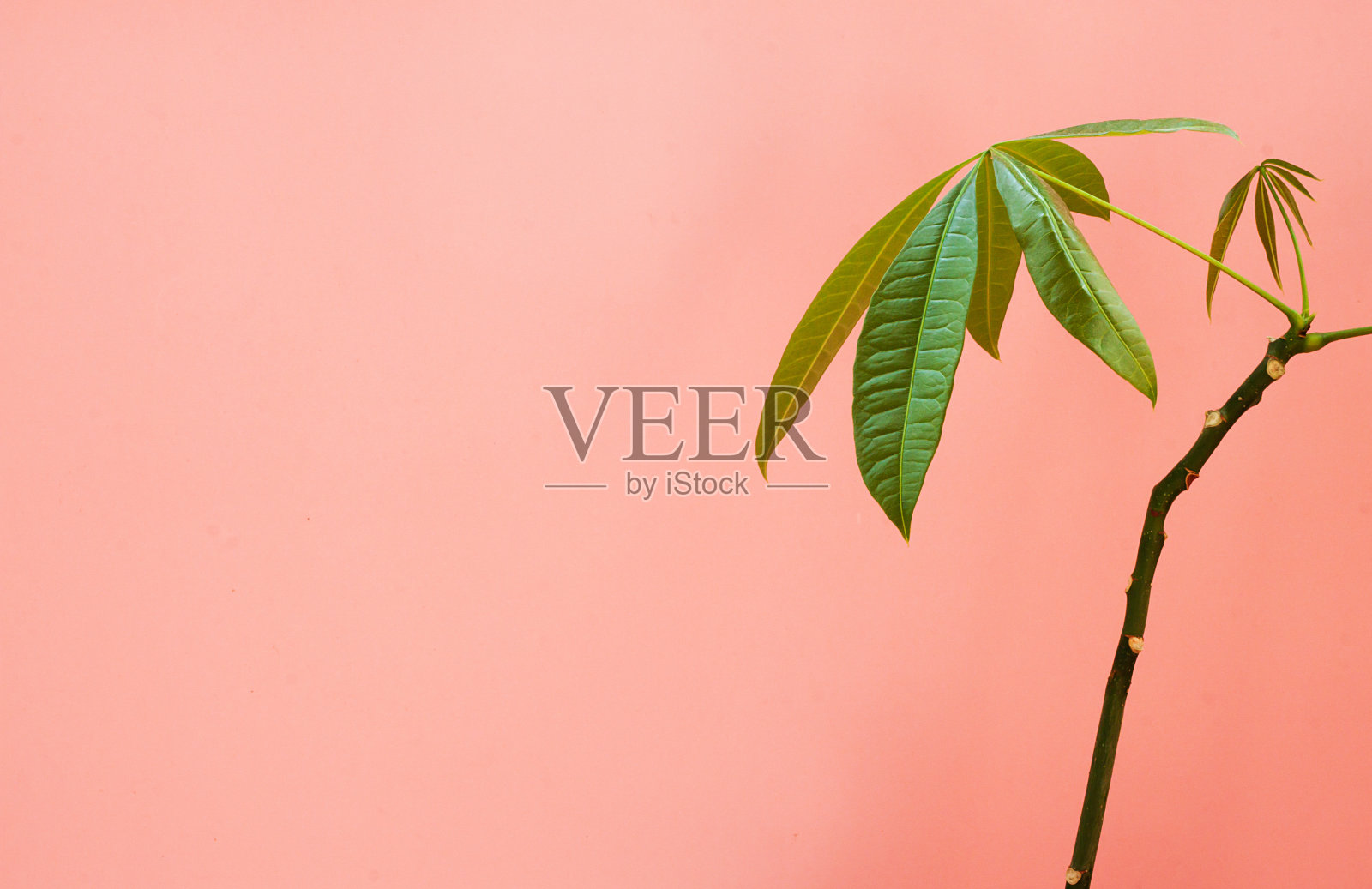 粉红色背景上的热带棕榈叶。最小的概念。平的。照片摄影图片
