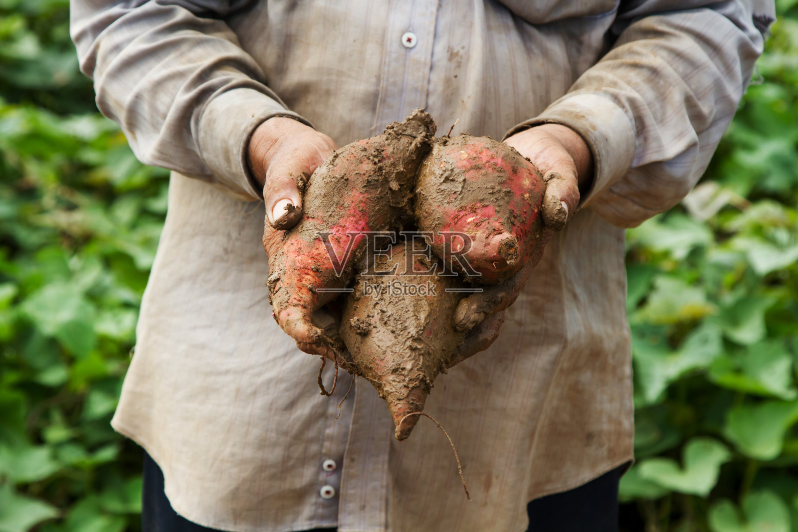 农场里的日本红薯照片摄影图片