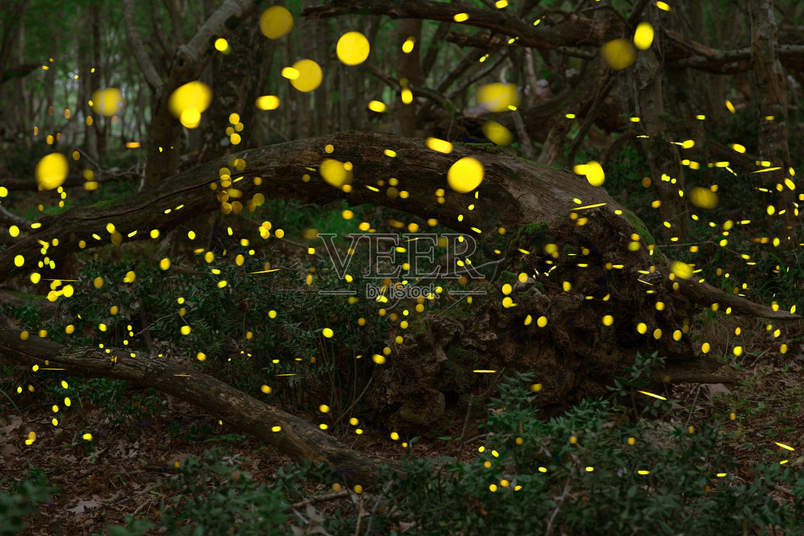萤火虫在夏日的精灵森林里照片摄影图片