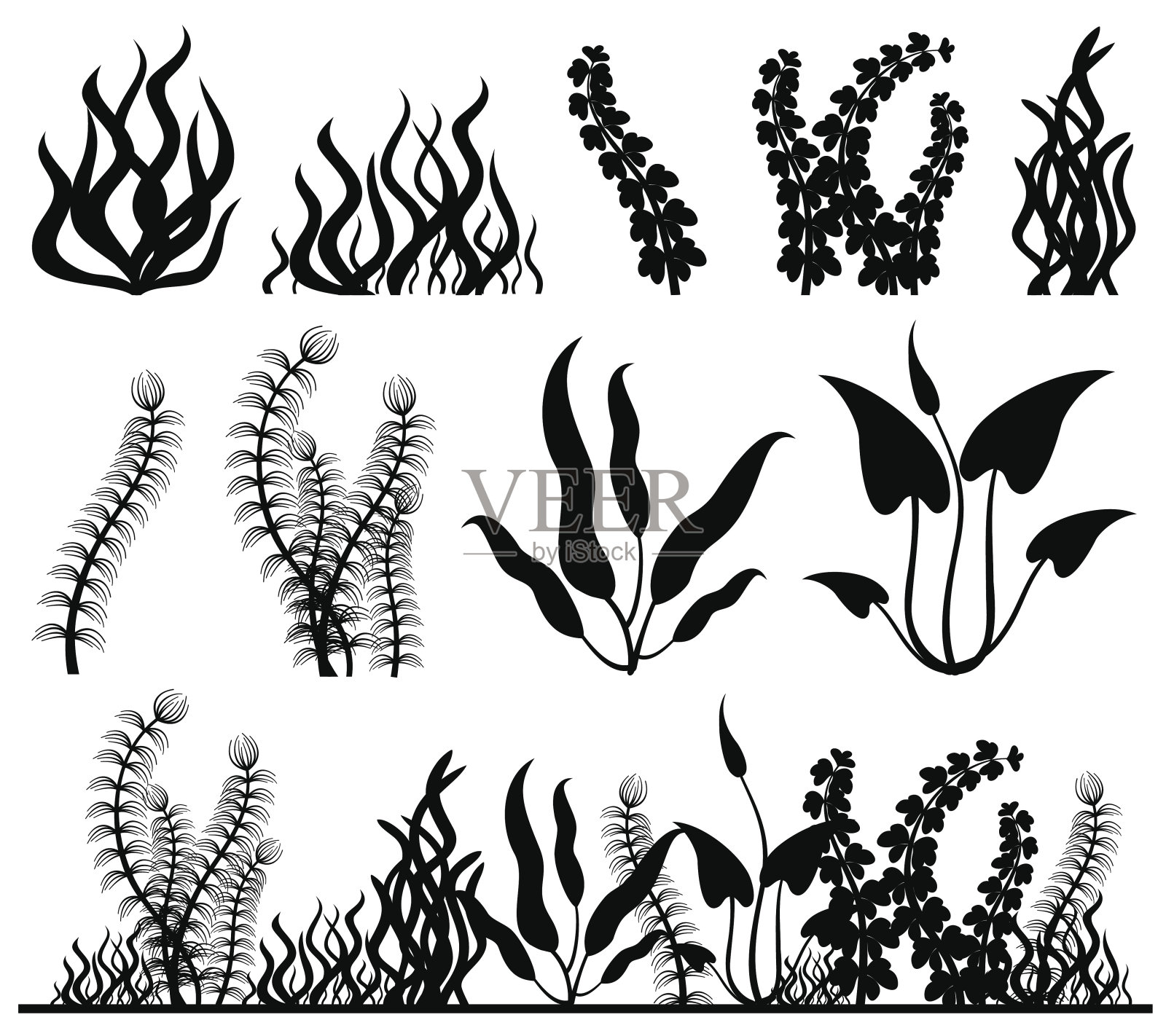 海洋植物和水族箱海藻矢量集插画图片素材