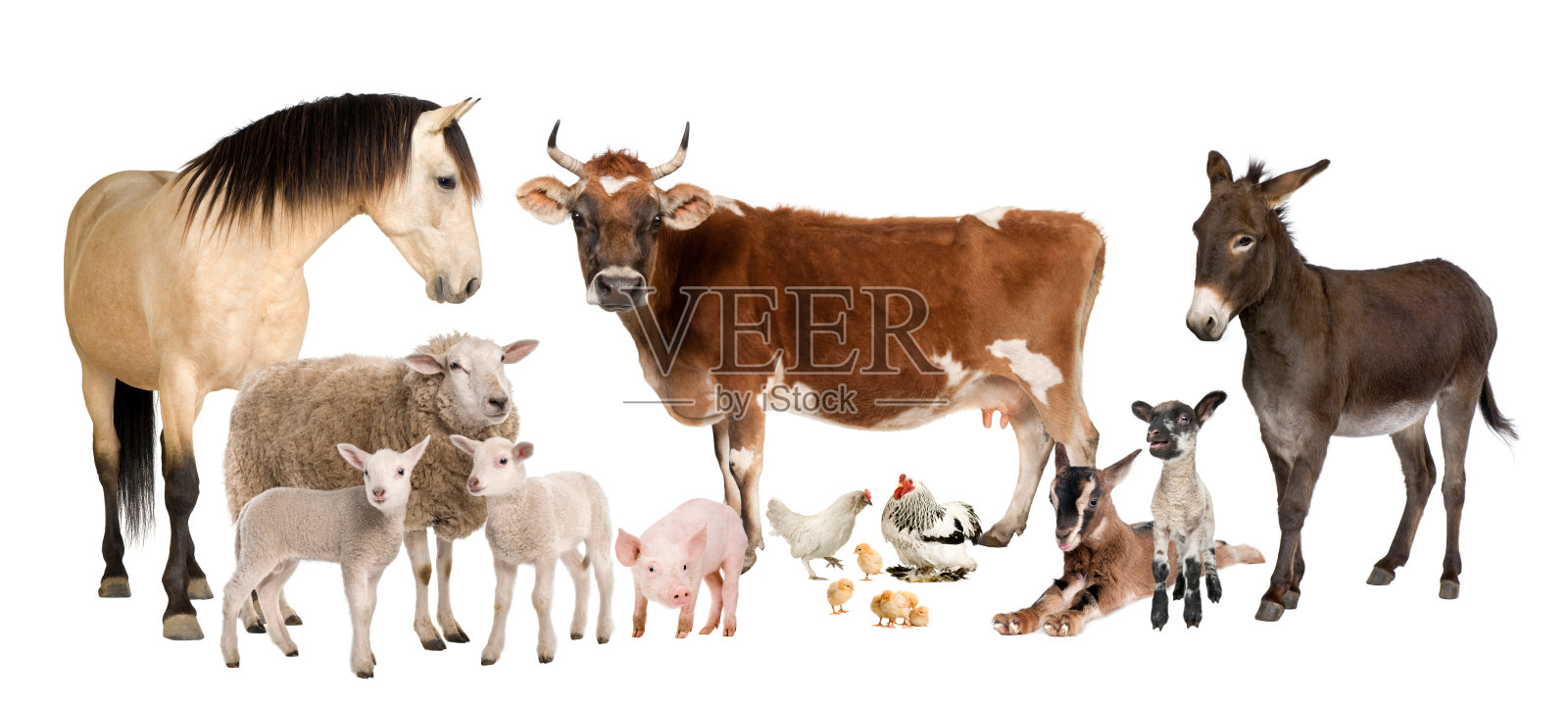 在白色背景上的一群农场动物照片摄影图片