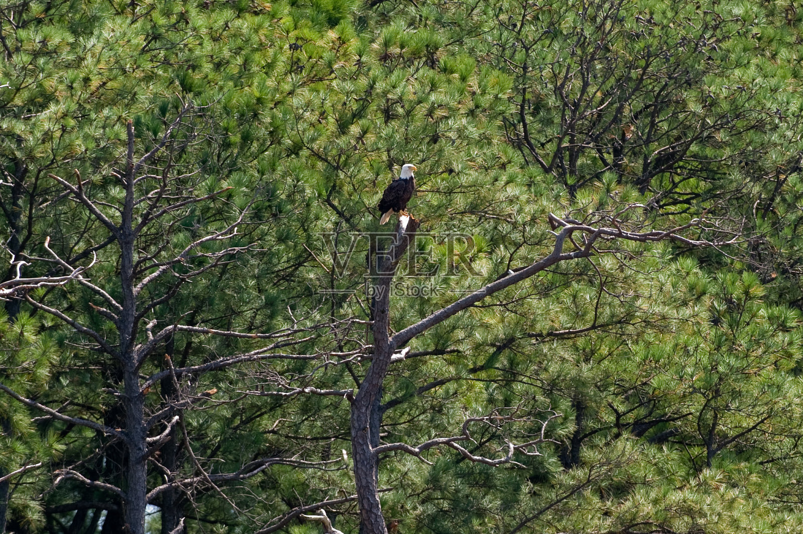 秃鹰在树上休息。照片摄影图片