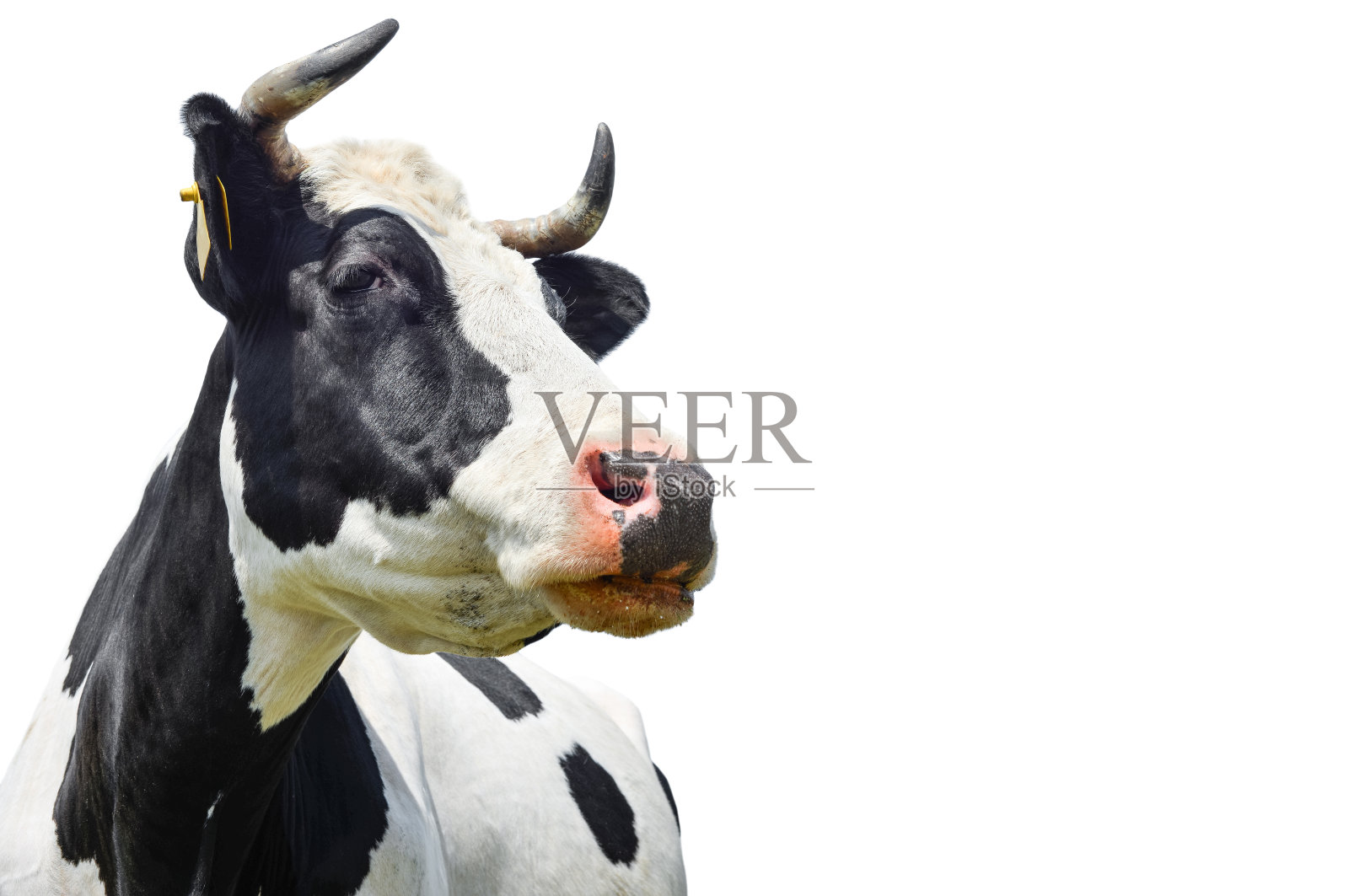 斑点黑色和白色的母牛孤立在白色上照片摄影图片