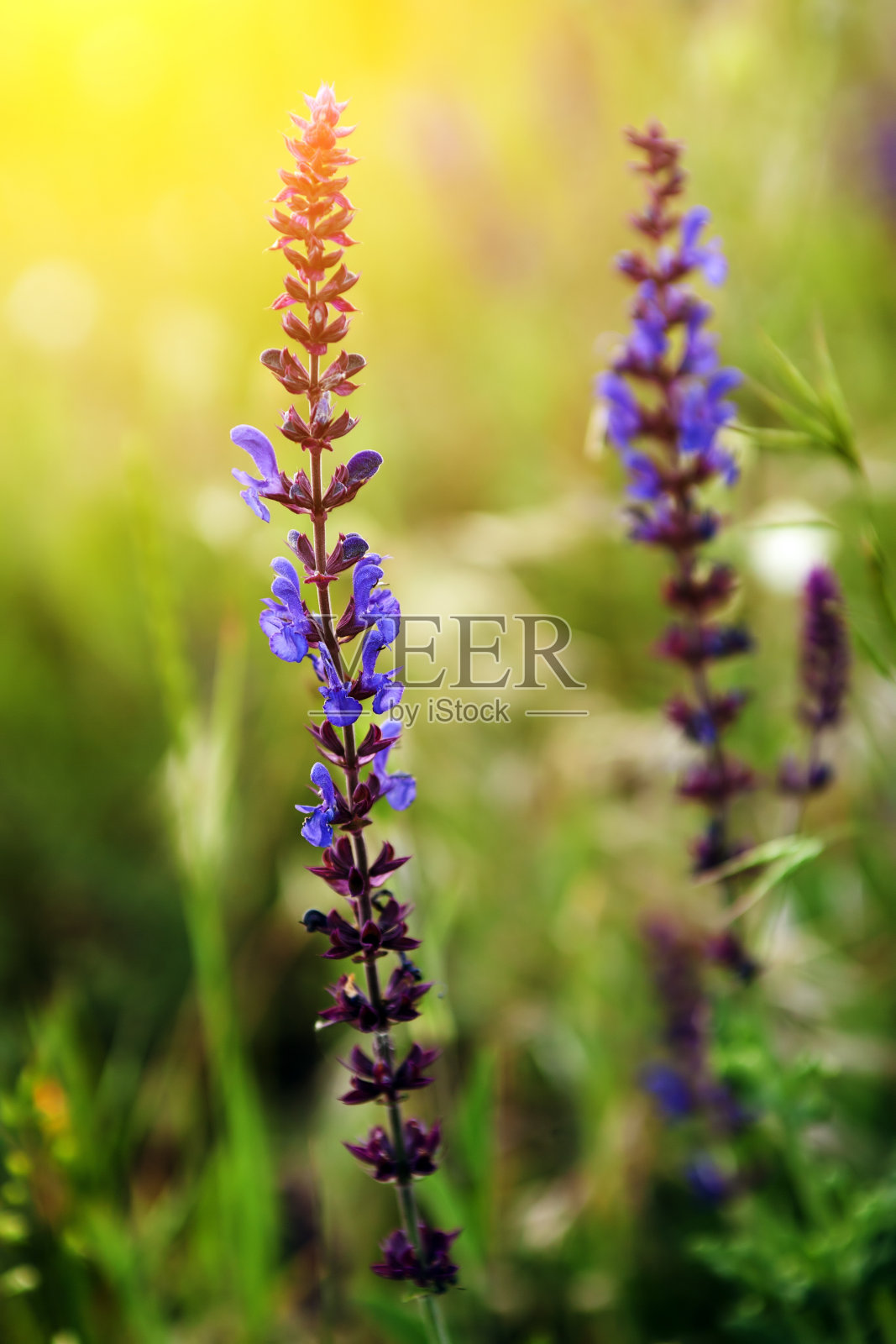 淡紫色的野花照片摄影图片