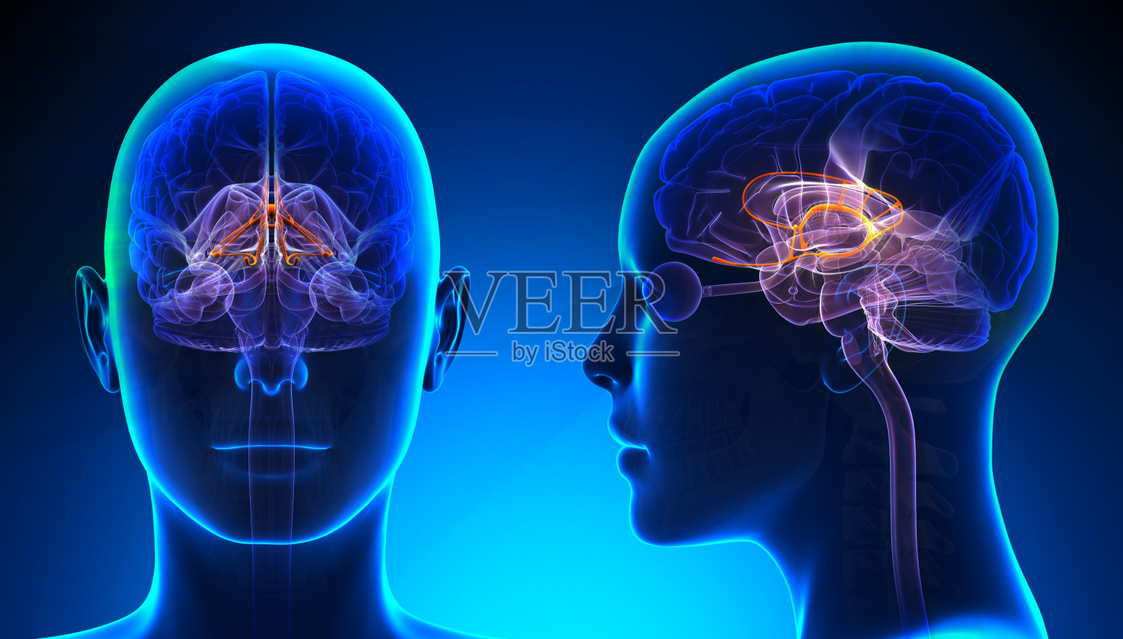 女性边缘系统脑解剖-蓝色概念照片摄影图片