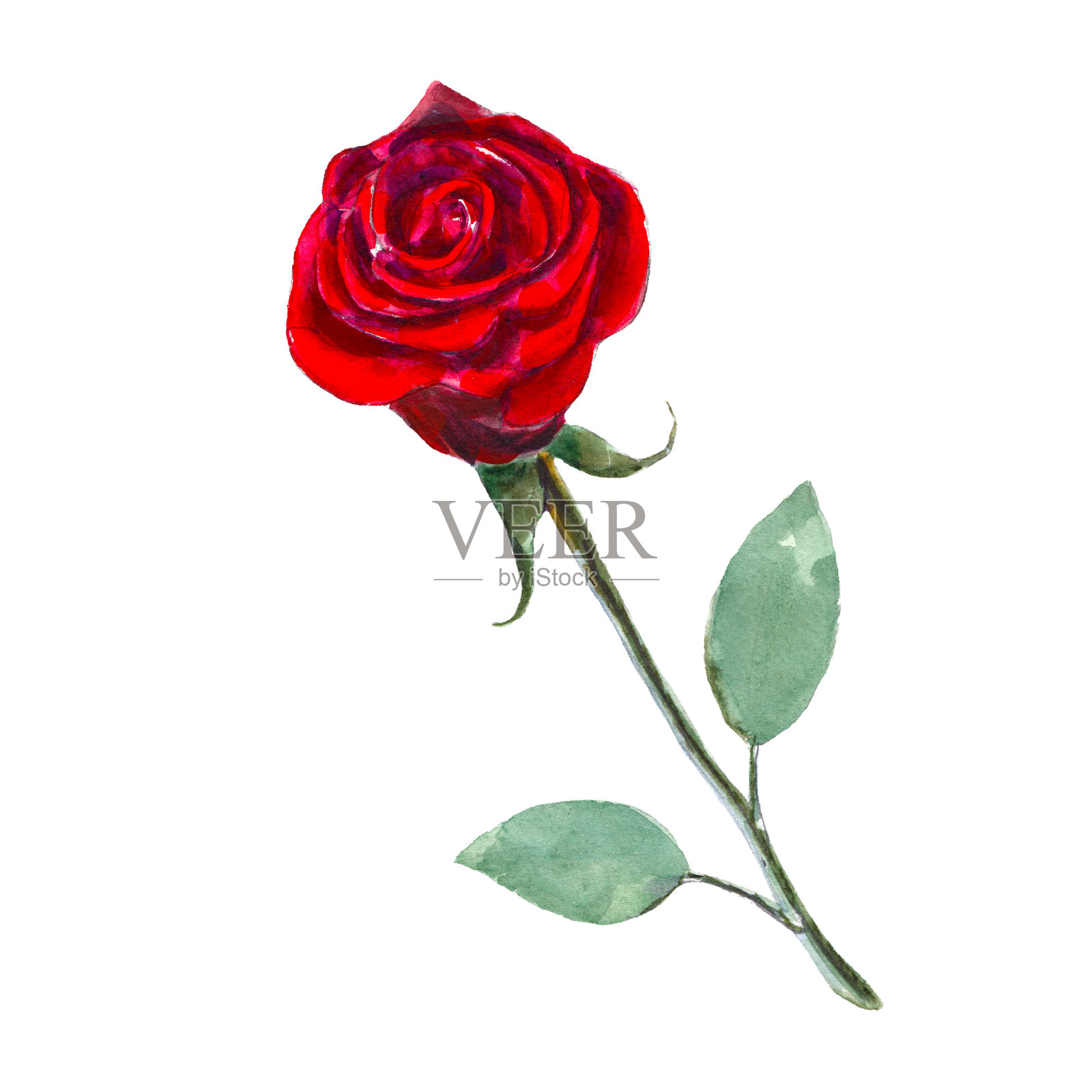 红色玫瑰花孤立在白色背景，水彩插图在手绘风格。设计元素图片