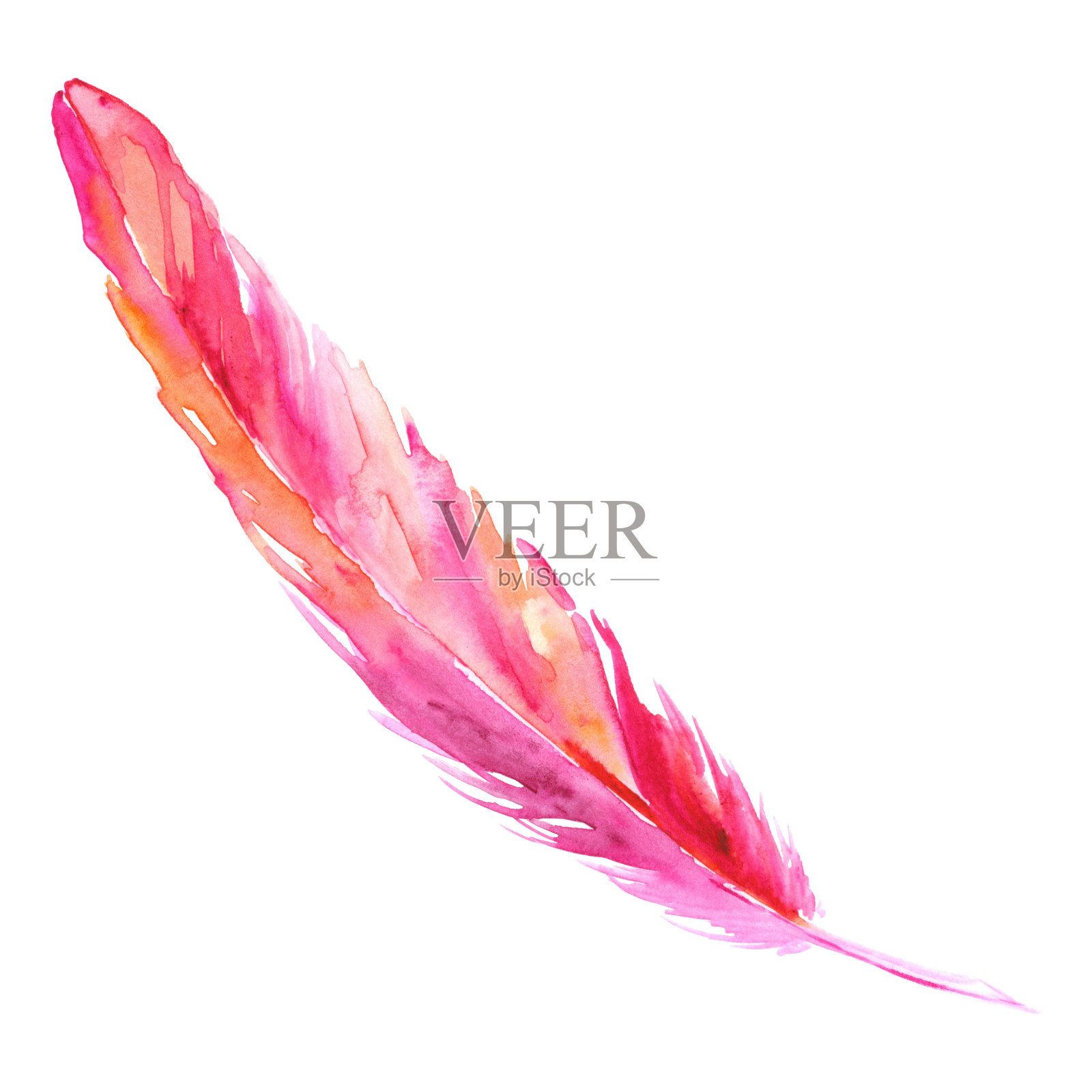 水彩粉红色深红色的鸟乡村羽毛孤立插画图片素材