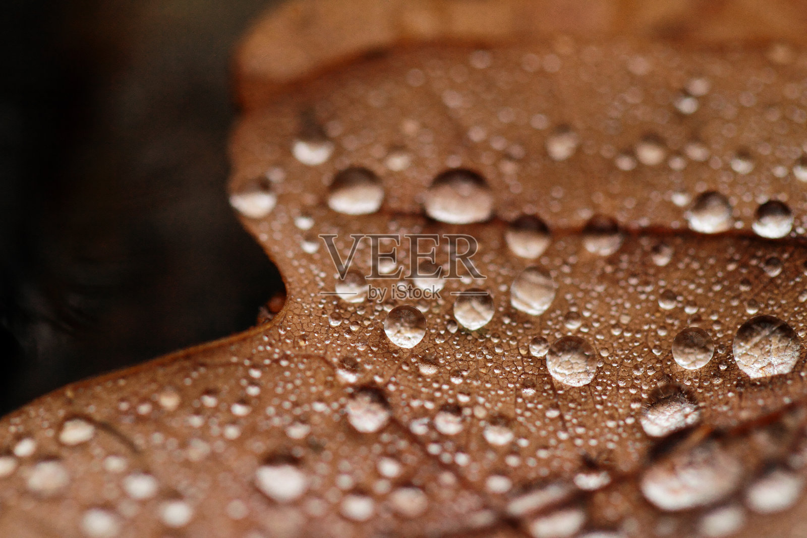 落叶上落满了雨滴照片摄影图片