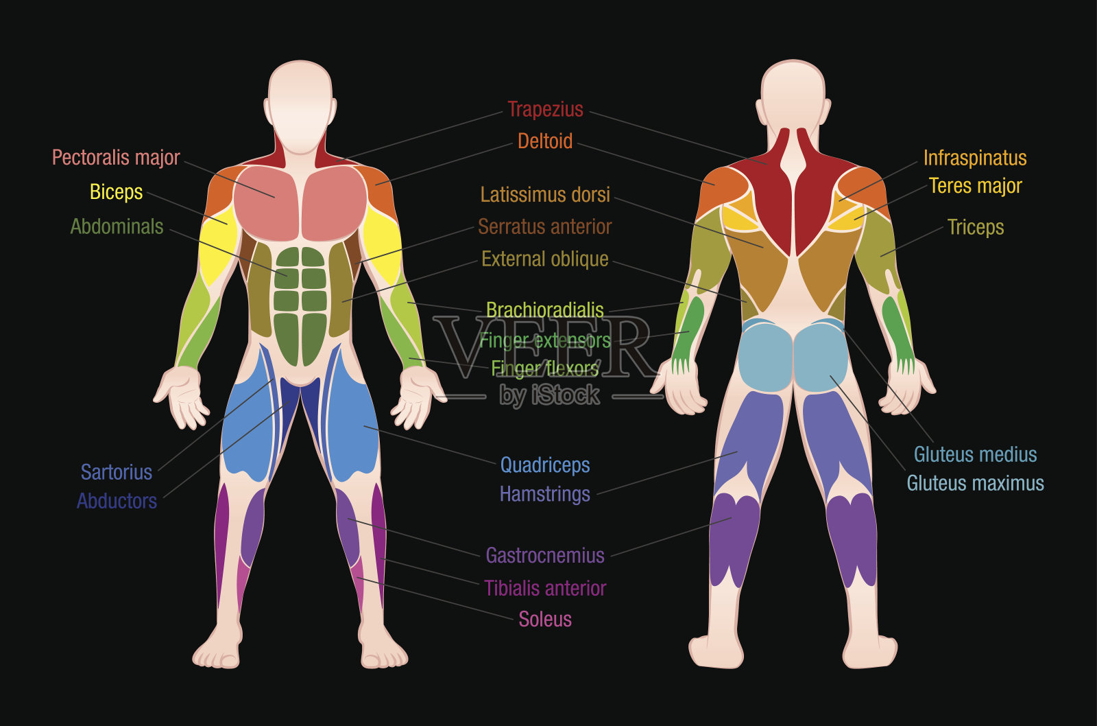 人体最重要肌肉的肌肉图-彩色的前视图和后视图-标记在黑色背景上的孤立矢量插图。插画图片素材