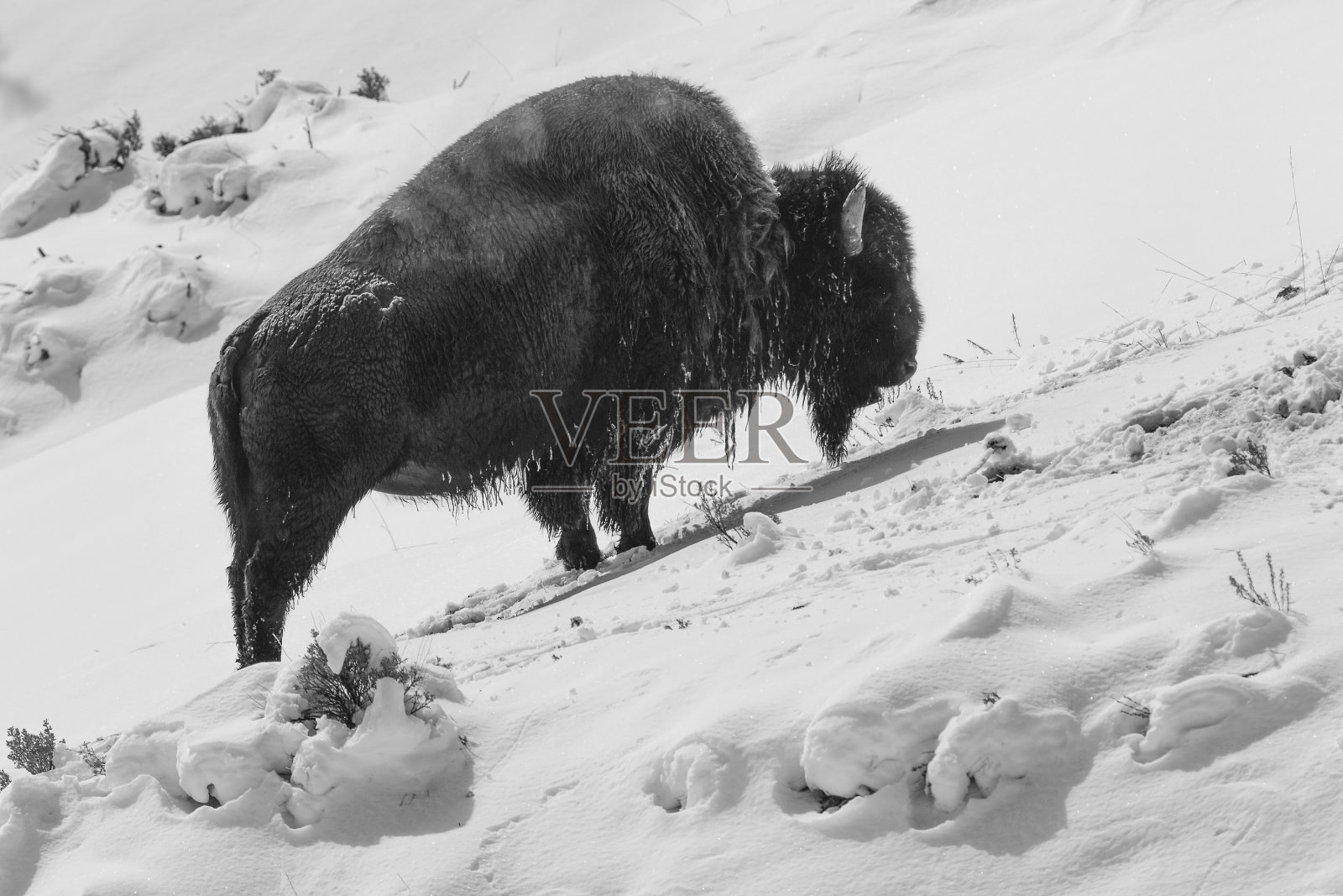 雪中的野牛照片摄影图片