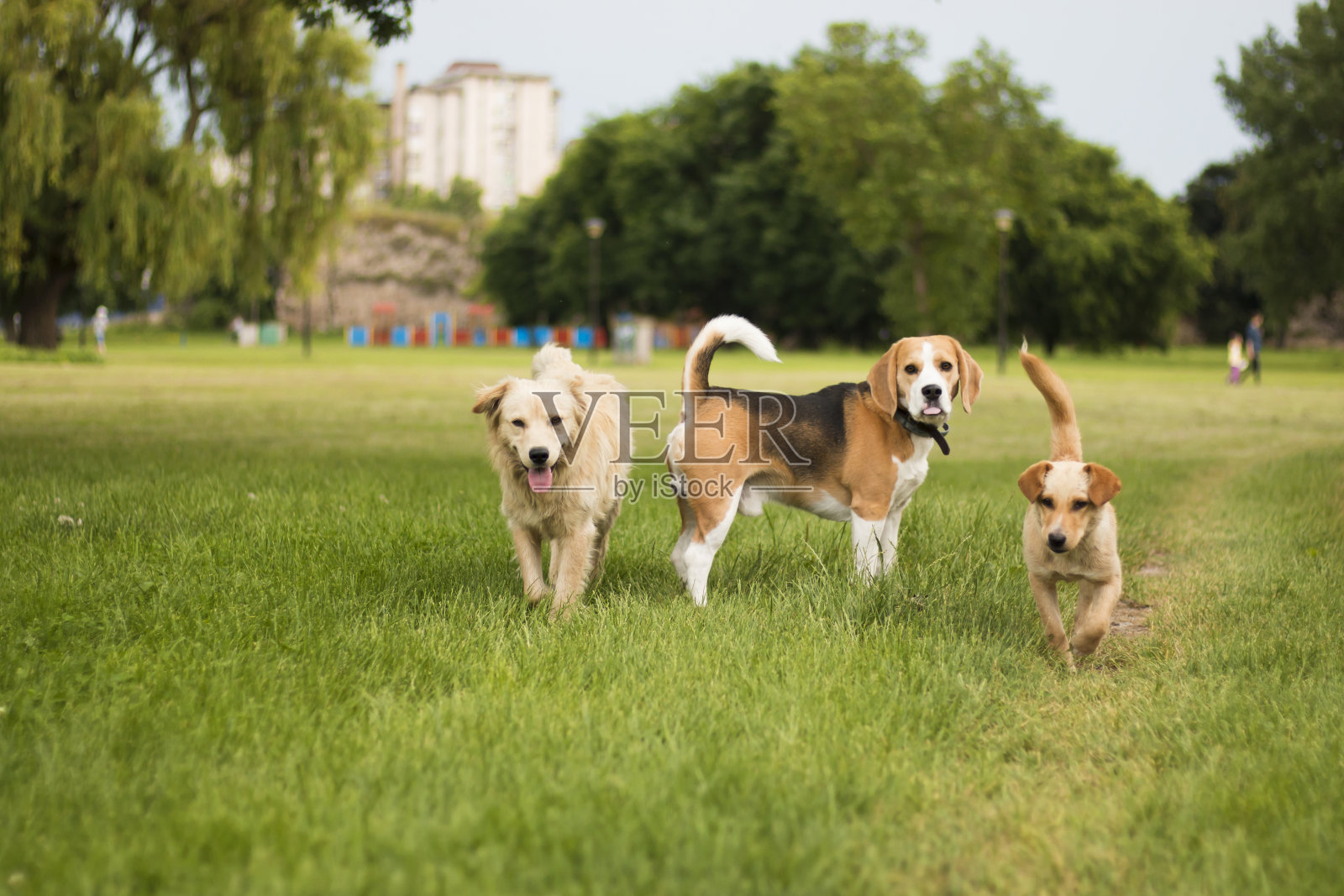 公园里的三只狗照片摄影图片