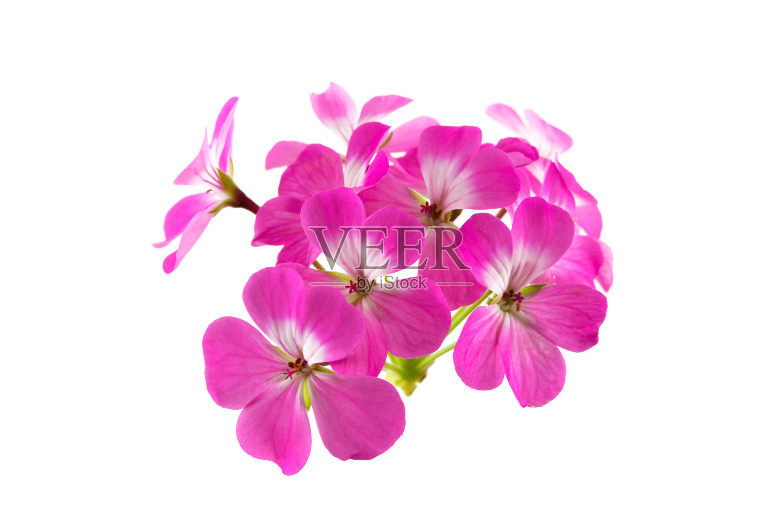 粉红色天竺葵花，孤立在白色背景上照片摄影图片