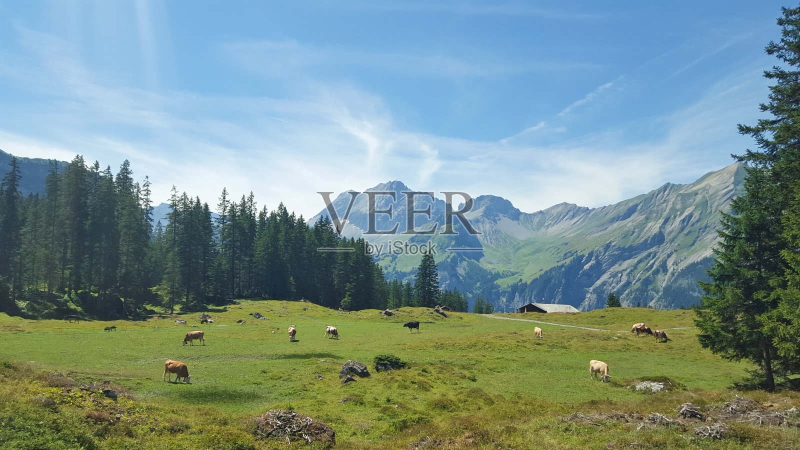 奶牛在瑞士草地上吃草照片摄影图片