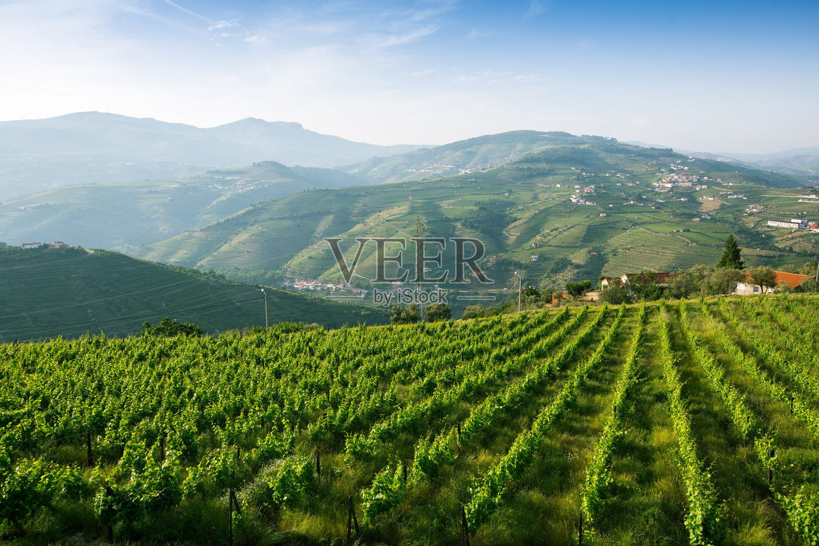 绿色山丘上的葡萄园。杜罗河山谷,葡萄牙。照片摄影图片