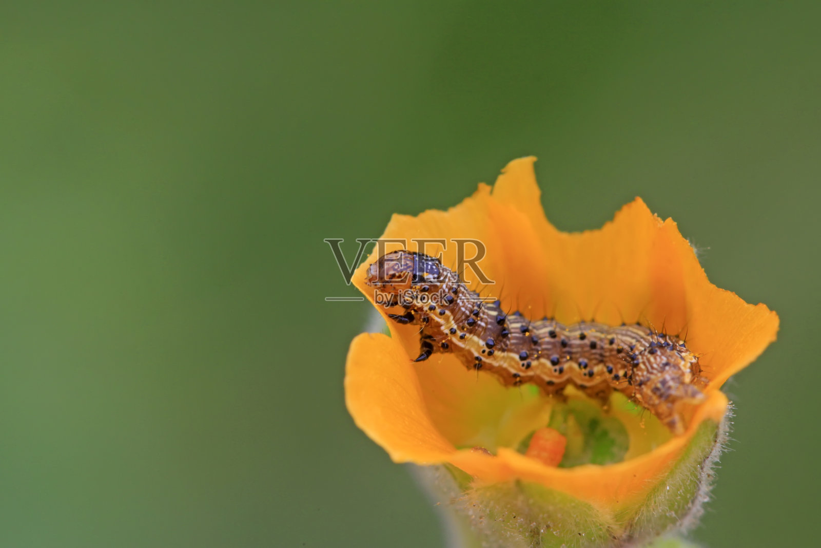 蝴蝶幼虫在黄色的花，特写照片照片摄影图片