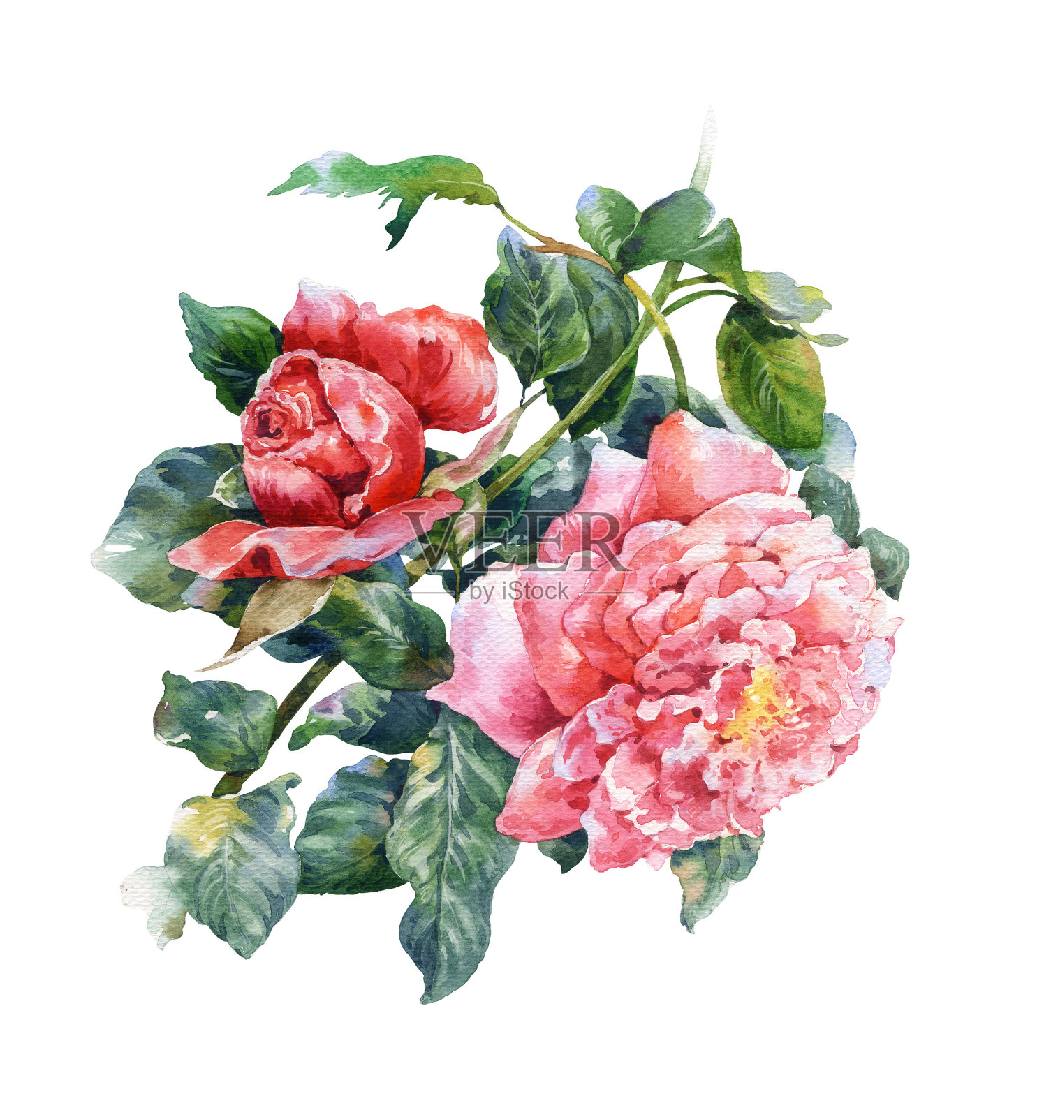 水彩画的花，玫瑰在白色的背景插画图片素材