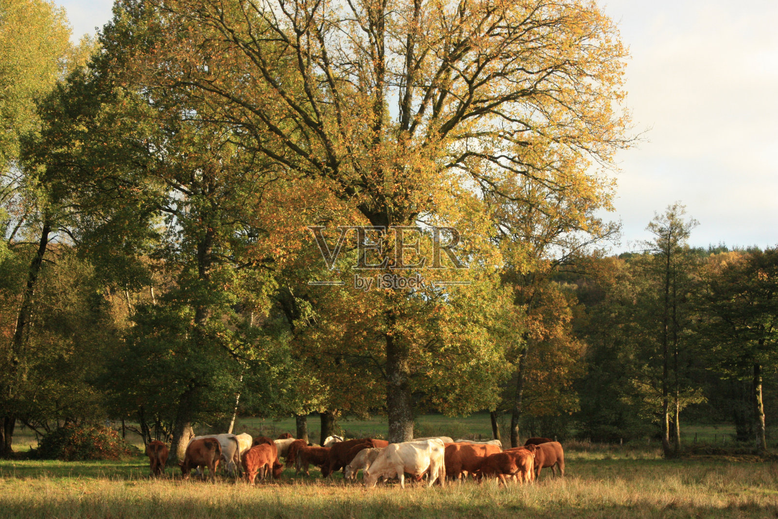 橡树下的一群牛照片摄影图片