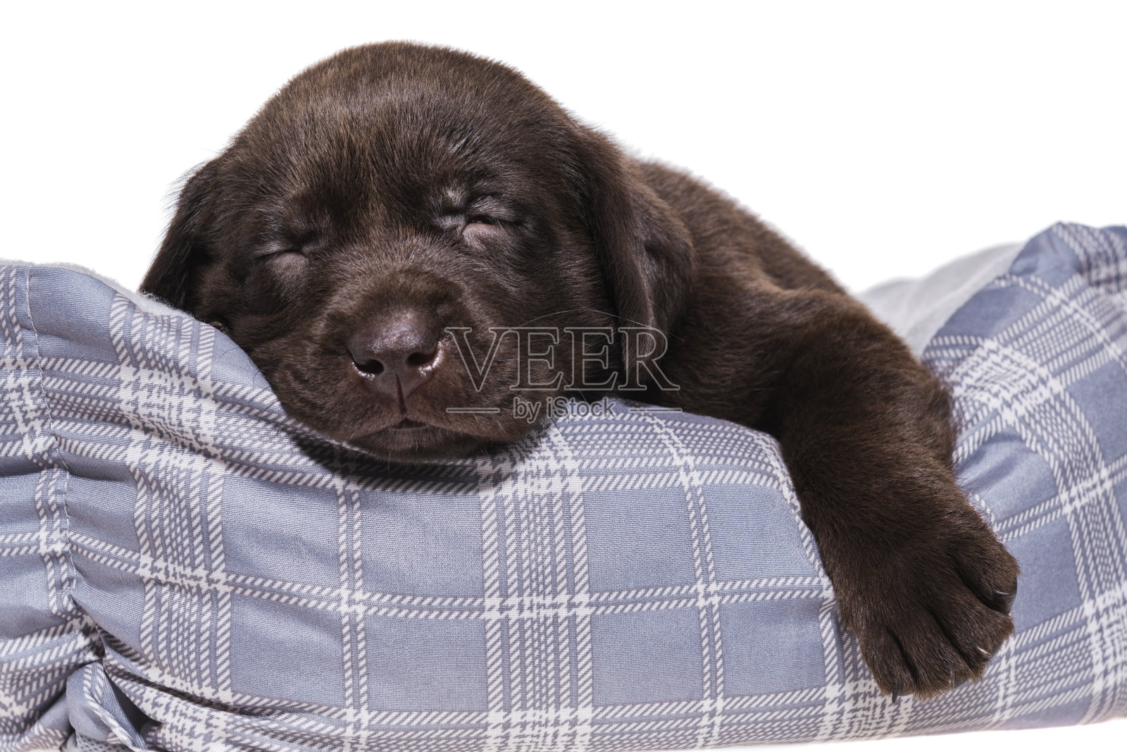 一只巧克力色的拉布拉多小狗睡在狗床上——5周大照片摄影图片