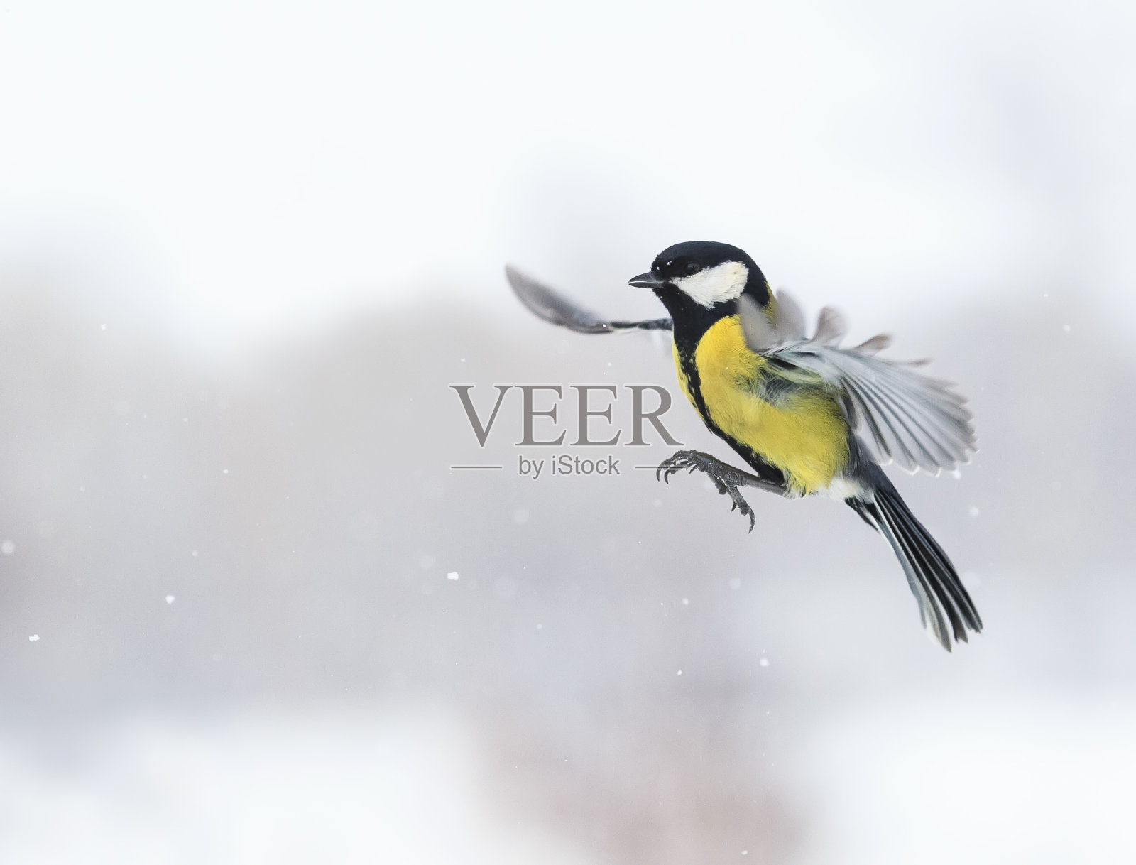可爱的小鸟在雪中张开翅膀飞翔照片摄影图片