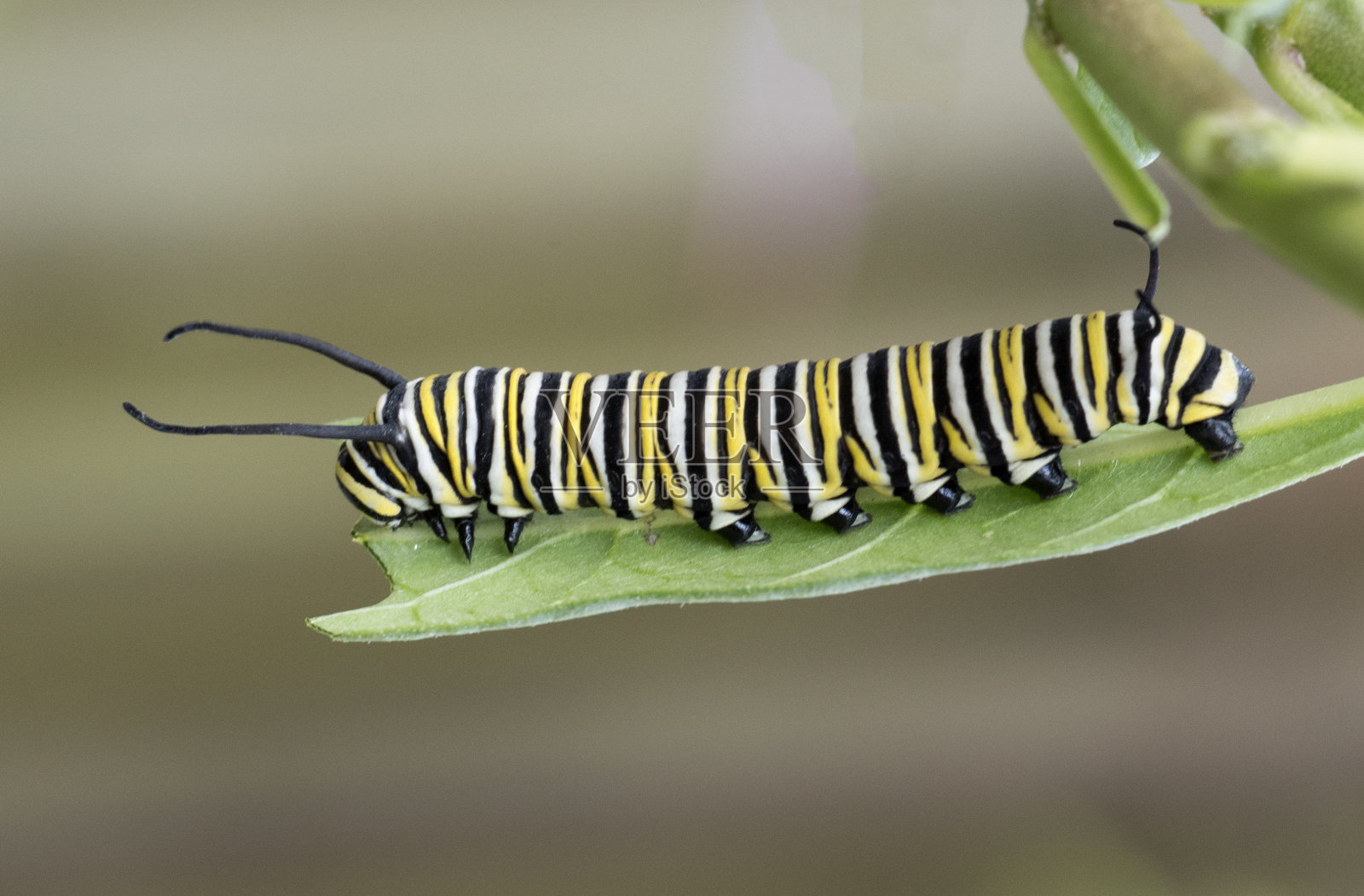 马利筋叶上的黑脉金斑蝶毛虫照片摄影图片
