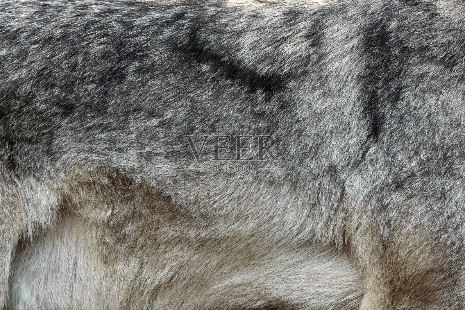 真实质感的银狼毛皮照片摄影图片
