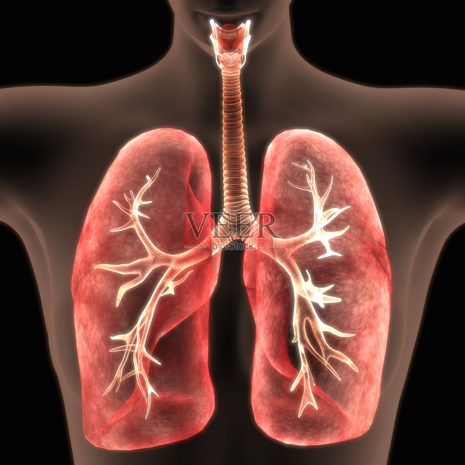 人体器官(肺内部解剖)照片摄影图片