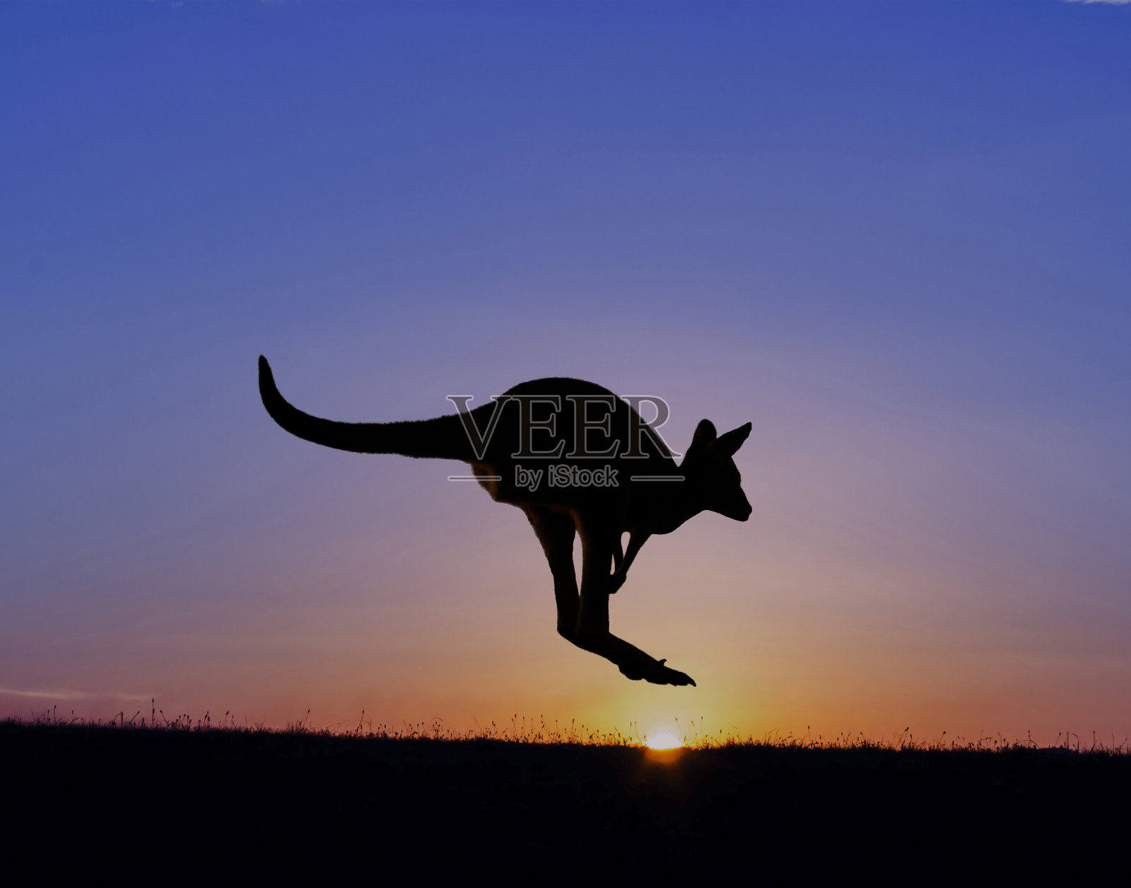 袋鼠在日落时分照片摄影图片