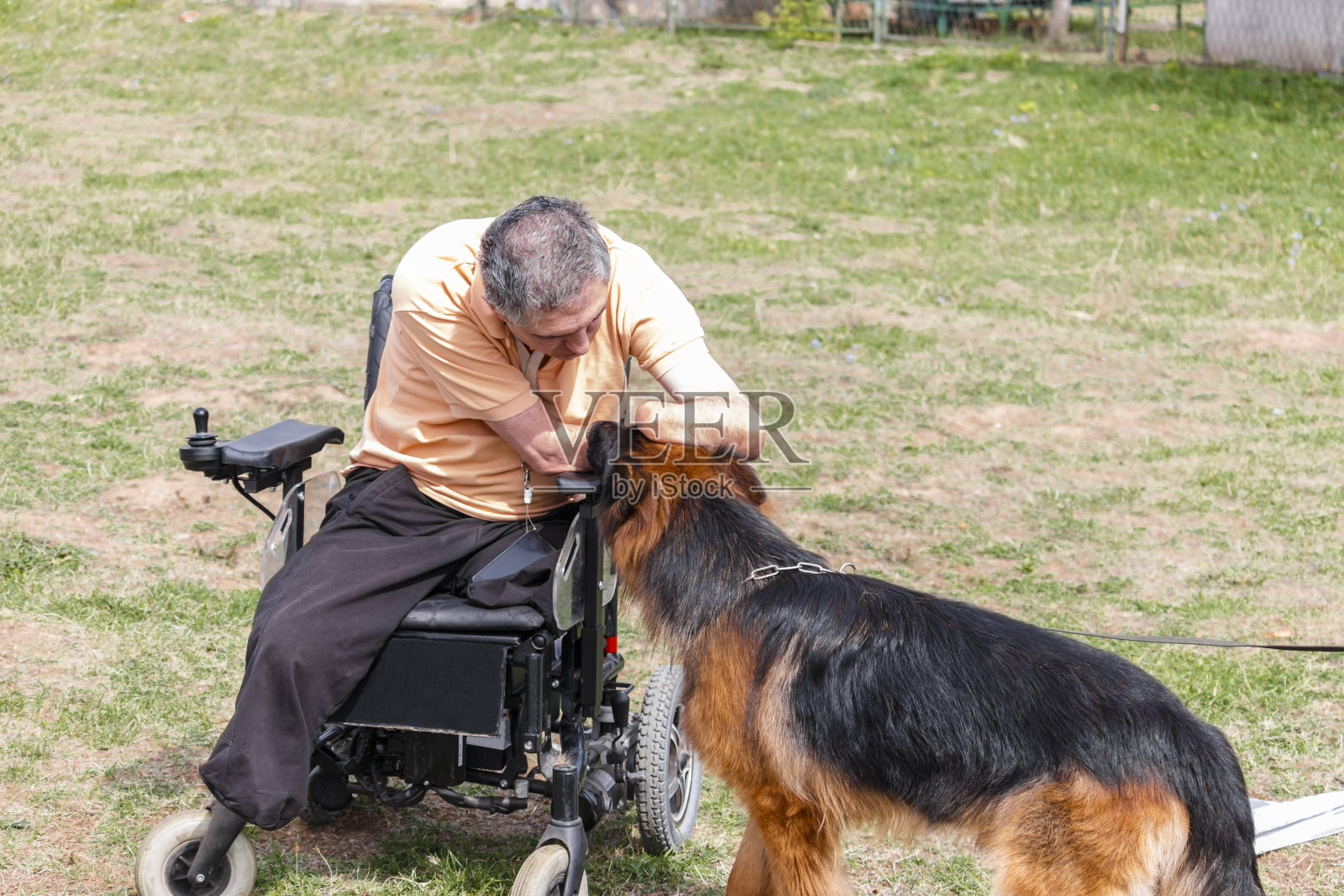 电动轮椅上的人正在和德国牧羊犬玩。照片摄影图片