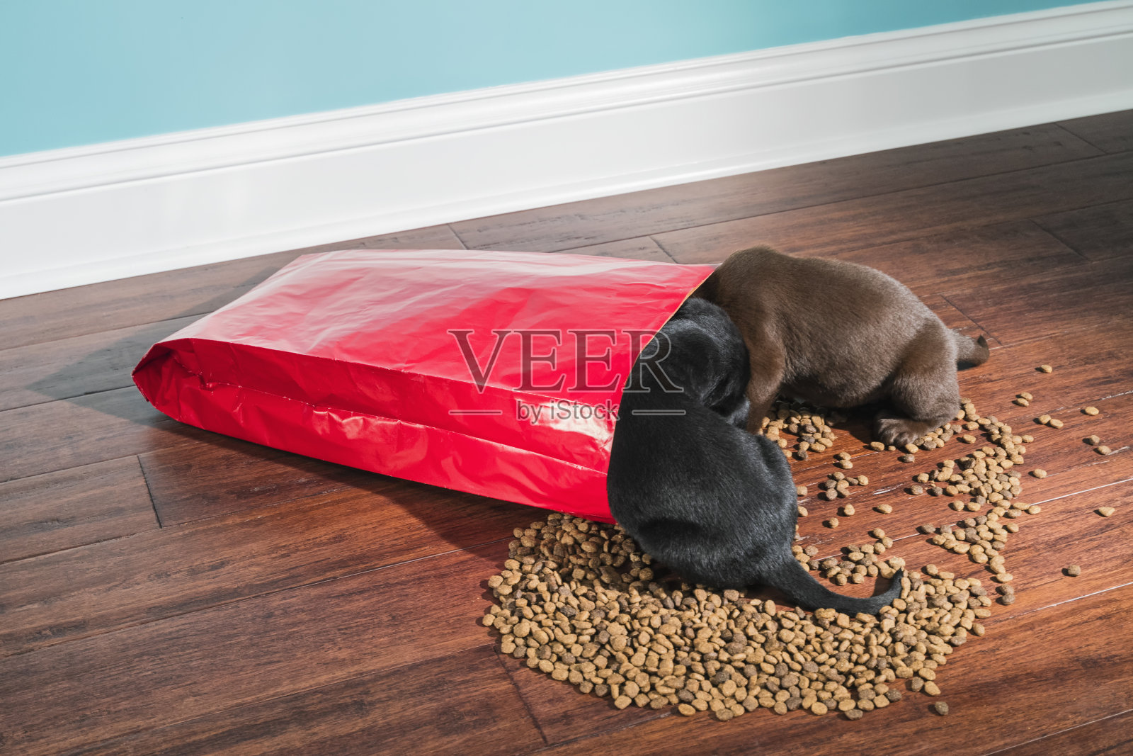 一只黑色和巧克力色的拉布拉多幼犬正在抢夺一袋洒出来的狗粮——5周大照片摄影图片