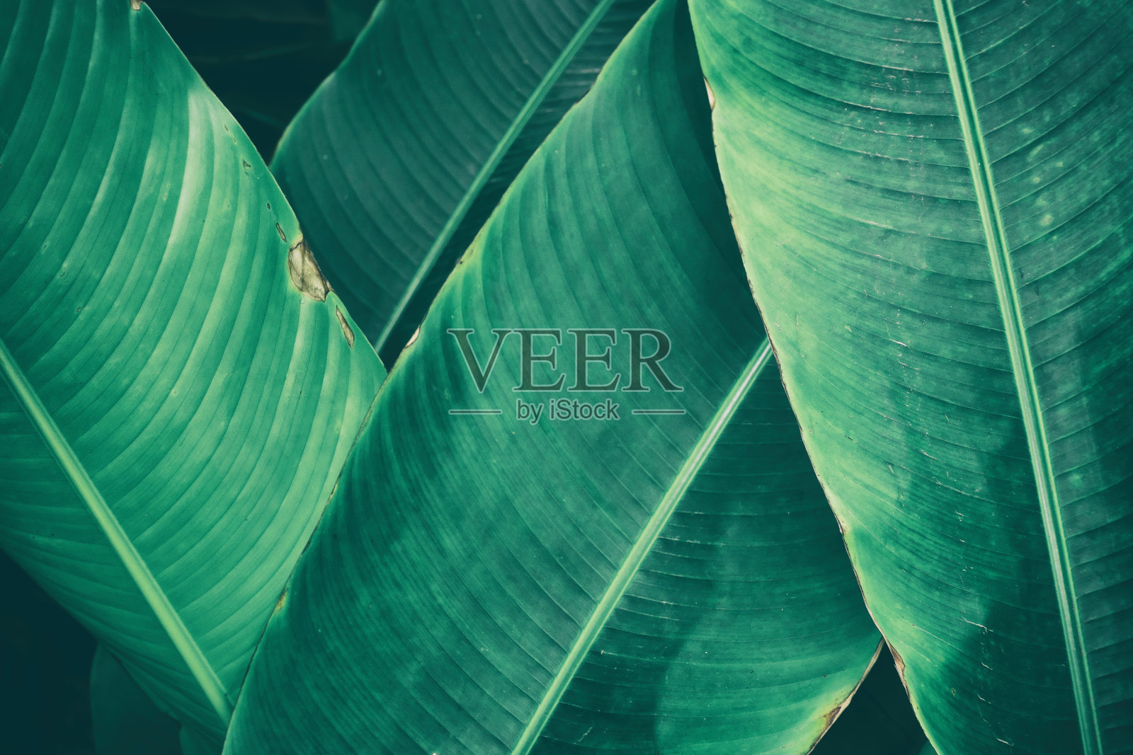 热带叶，深绿色叶为背景照片摄影图片