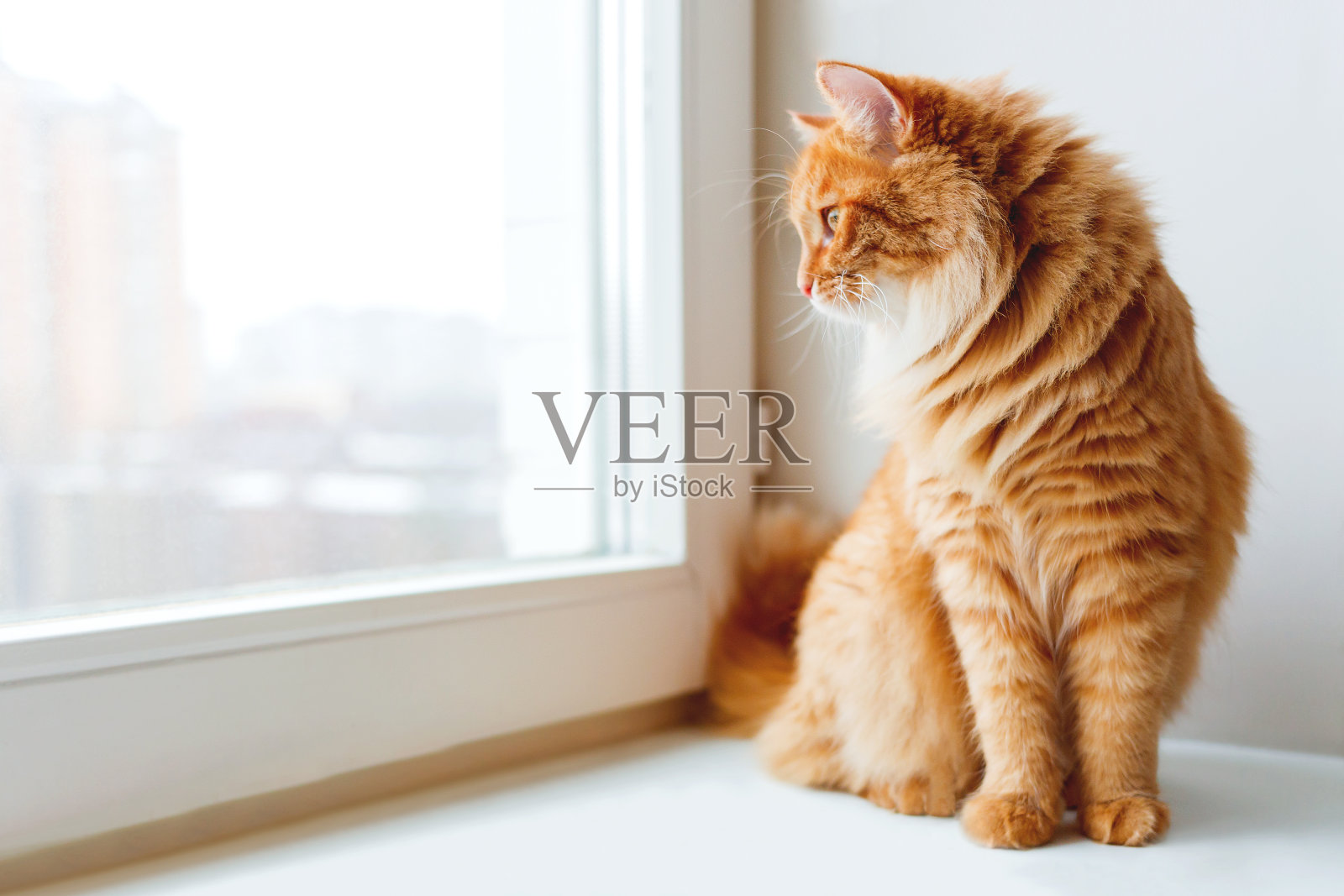 可爱的姜黄色猫坐在窗台上，等待着什么。毛茸茸的宠物在看窗户。照片摄影图片