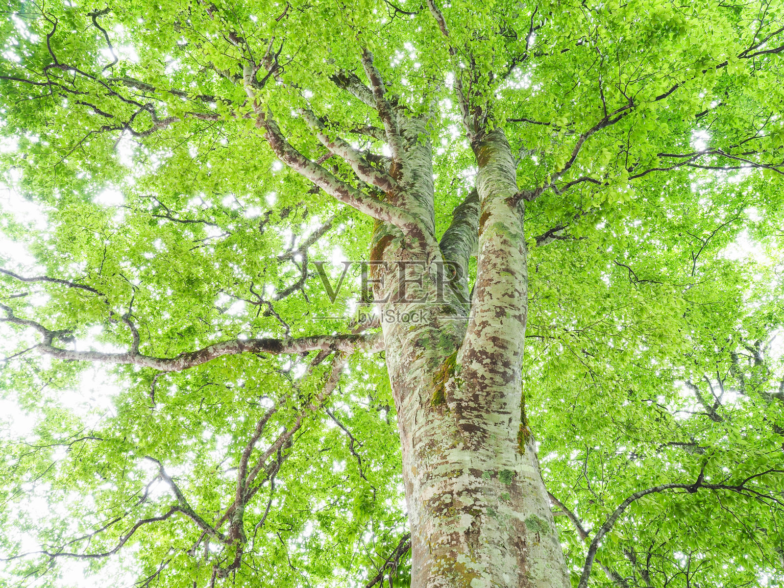 山毛榉大树照片摄影图片