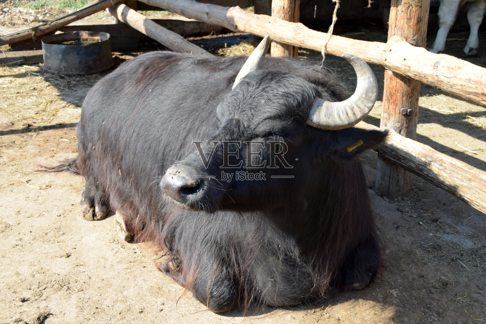 马厩里躺着一头美丽的黑色欧洲野牛照片摄影图片