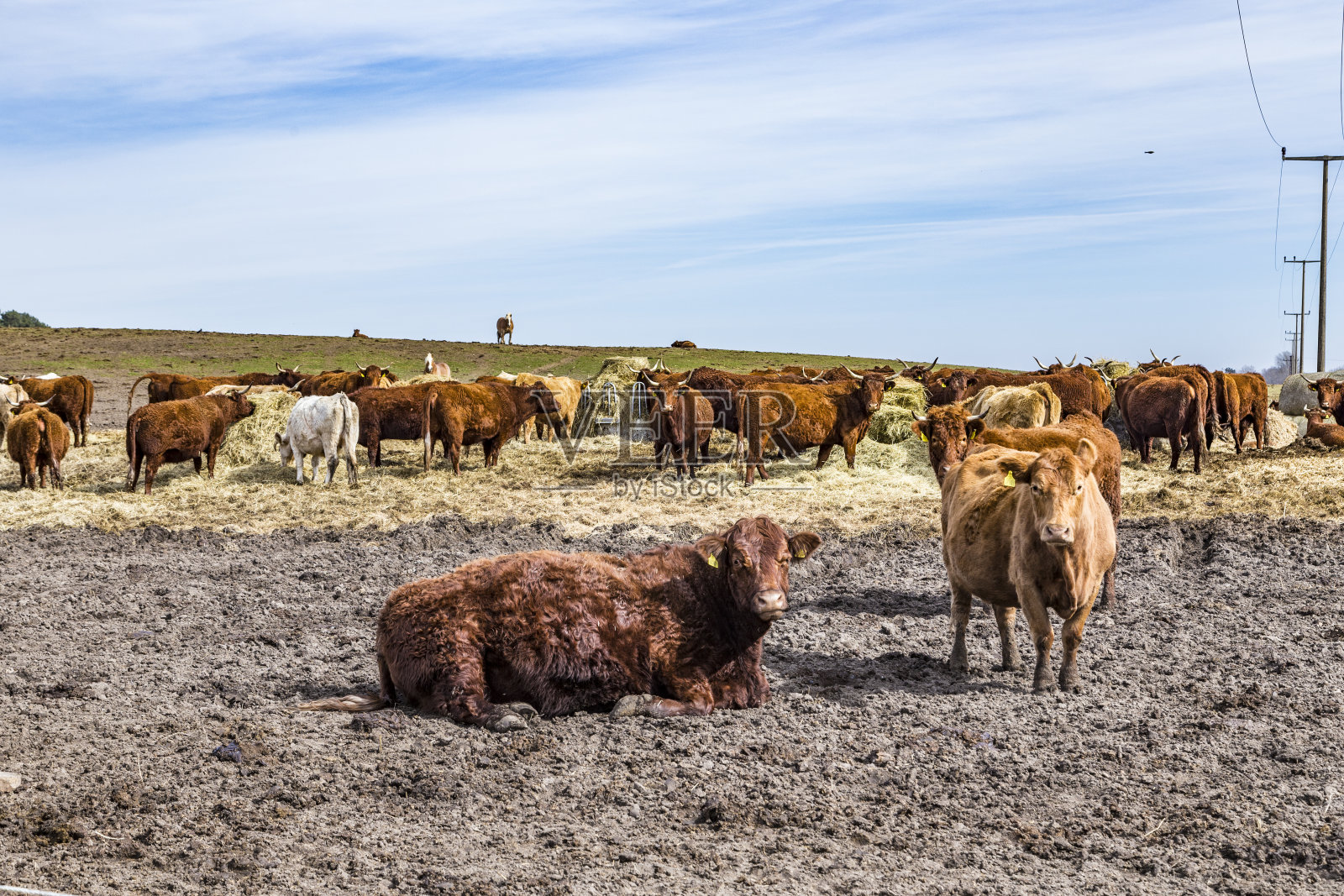 牛在田野里吃草照片摄影图片
