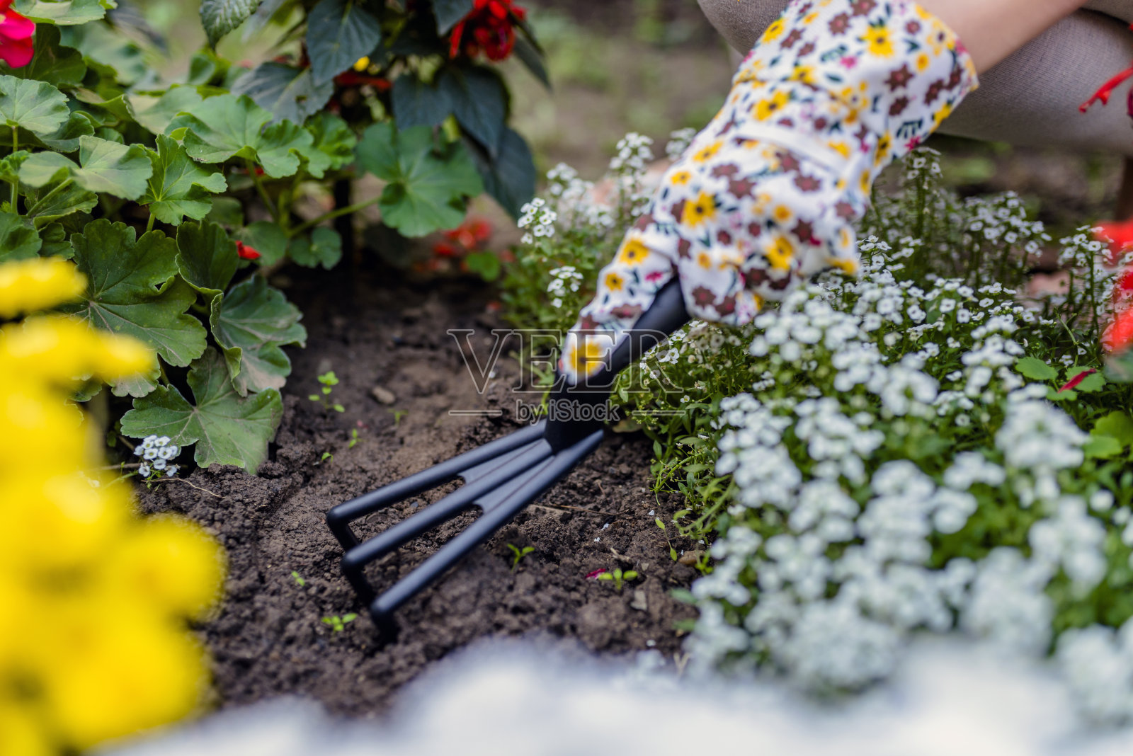 女人的手掘土，掘土。近景，园艺概念，园艺。在阳光下种植鲜花的女人的地面水平视图。花园里的园艺工具。在花房工作的女花匠。在花园里干活。工作手套，园艺工具照片摄影图片