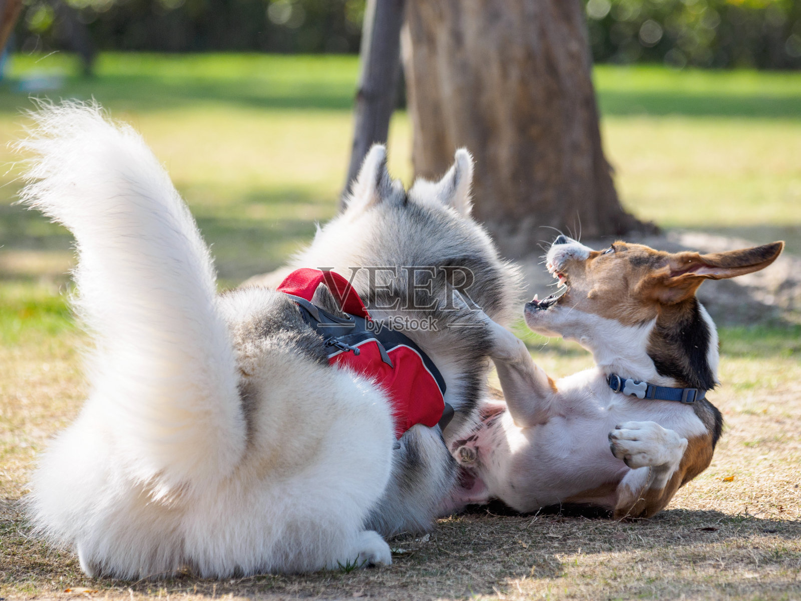 两只狗在草地上玩耍，西伯利亚哈士奇和比格尔互相咬。照片摄影图片