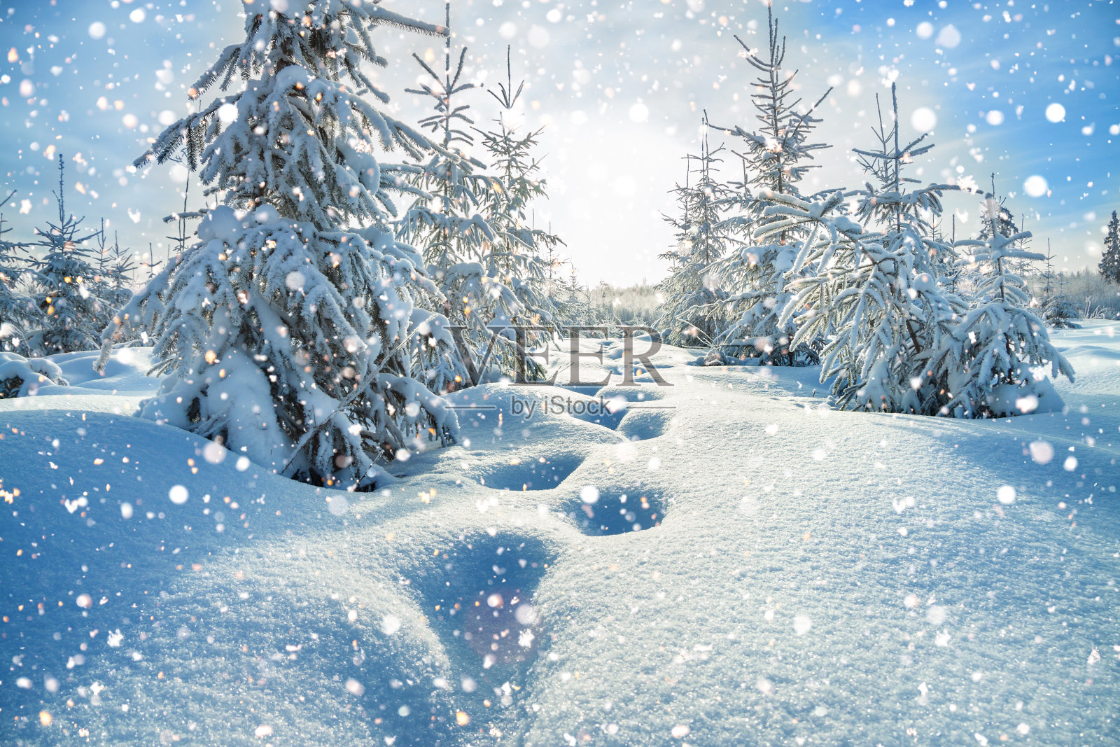 冬天的风景有森林和蓝天照片摄影图片