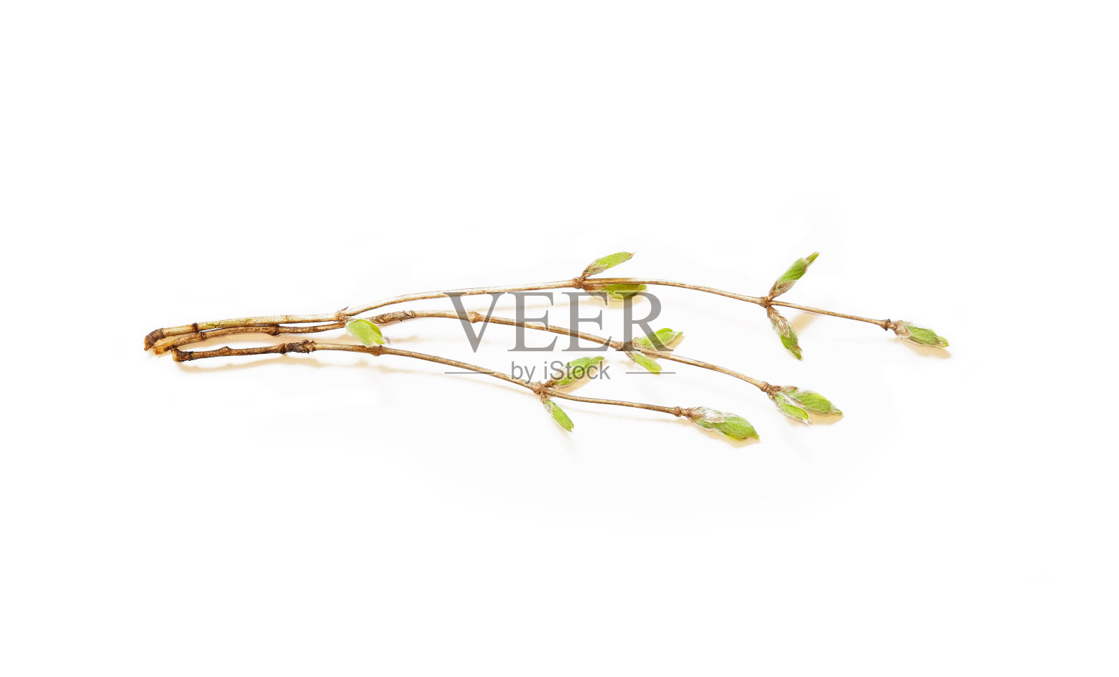 金银花幼枝在生长初期就长出来了。Lonícera忍冬，白色背景上的小叶子。忍冬科。照片摄影图片