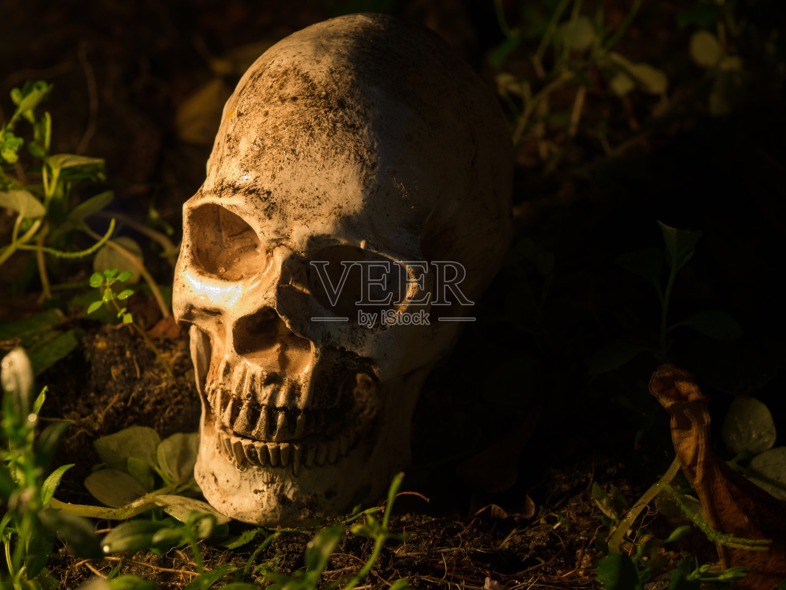 骷髅被放在草坪上，灯光从蜡烛照到骷髅。死亡和万圣节的概念照片摄影图片